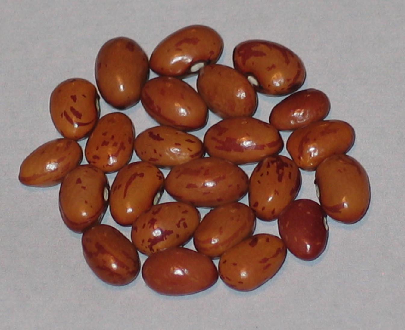 image of Stephano Bird Egg beans