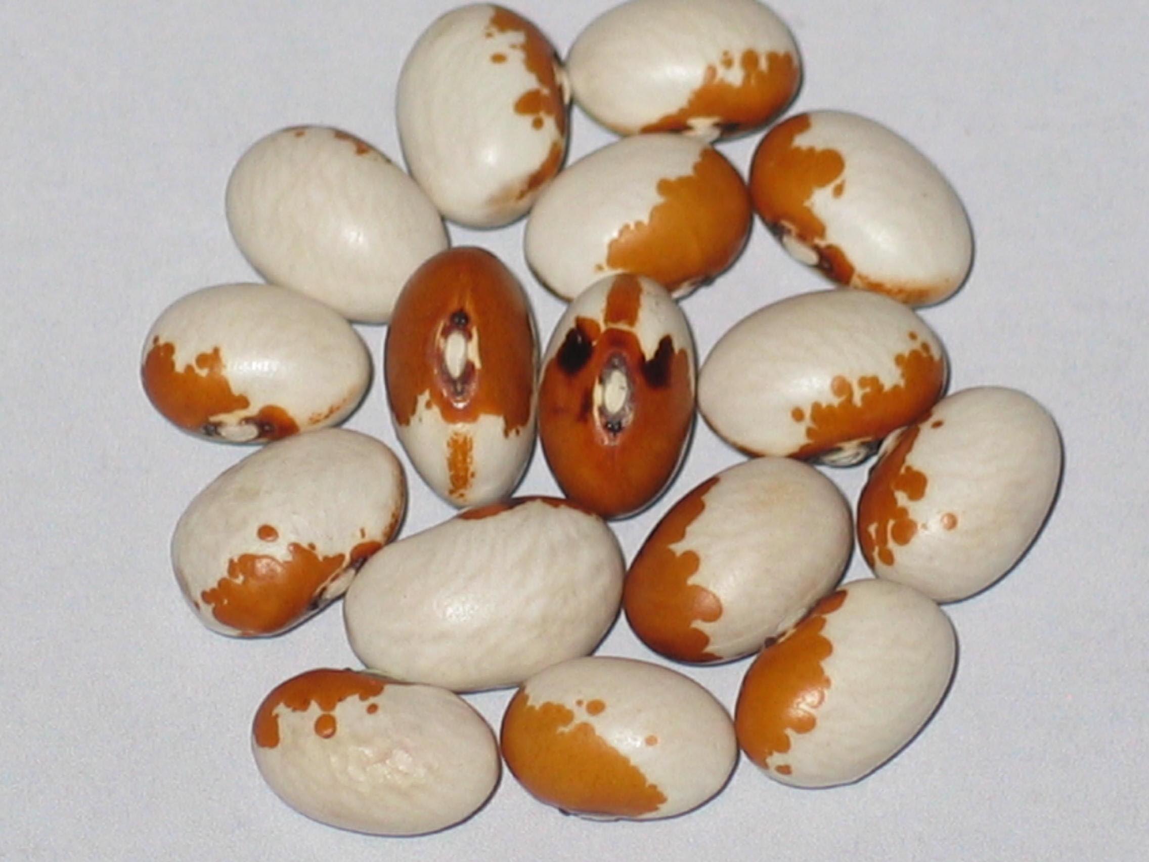 image of Steuben Yellow Eye beans