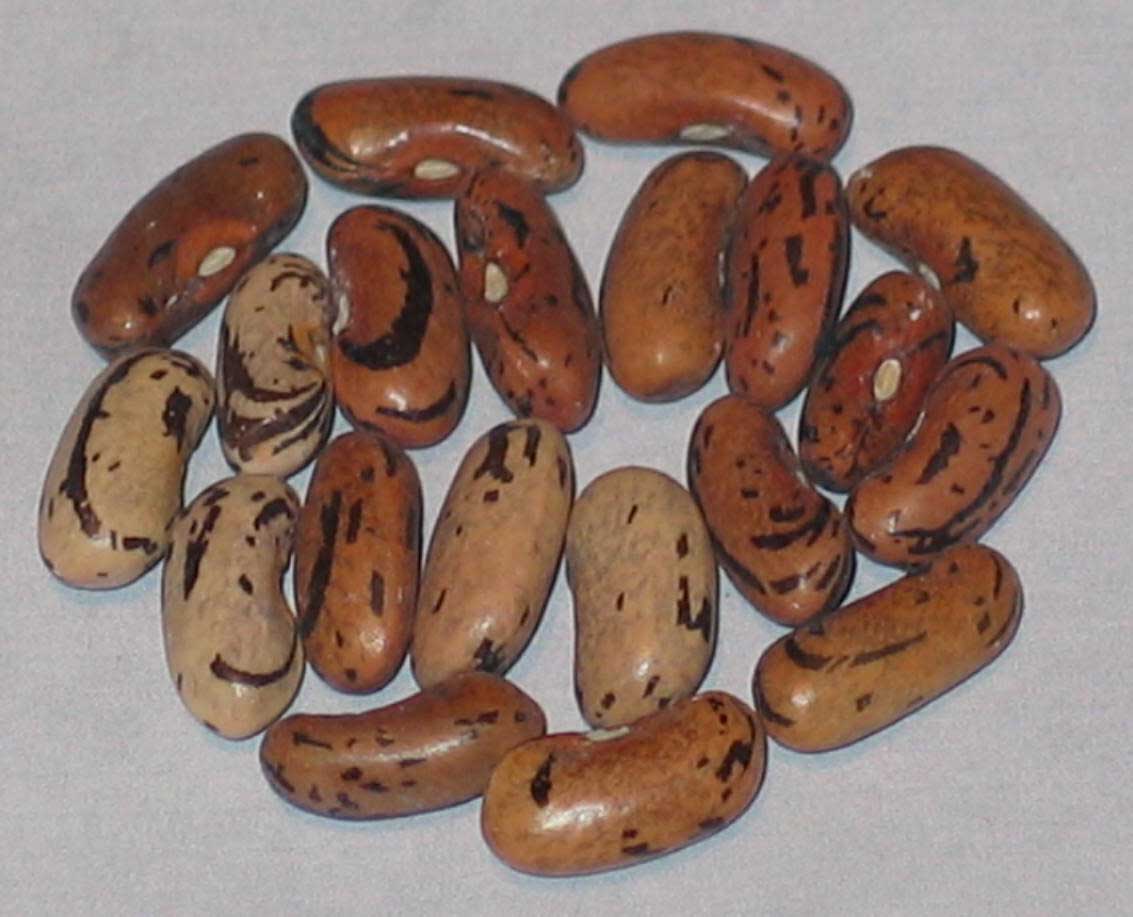 image of Stibitz beans