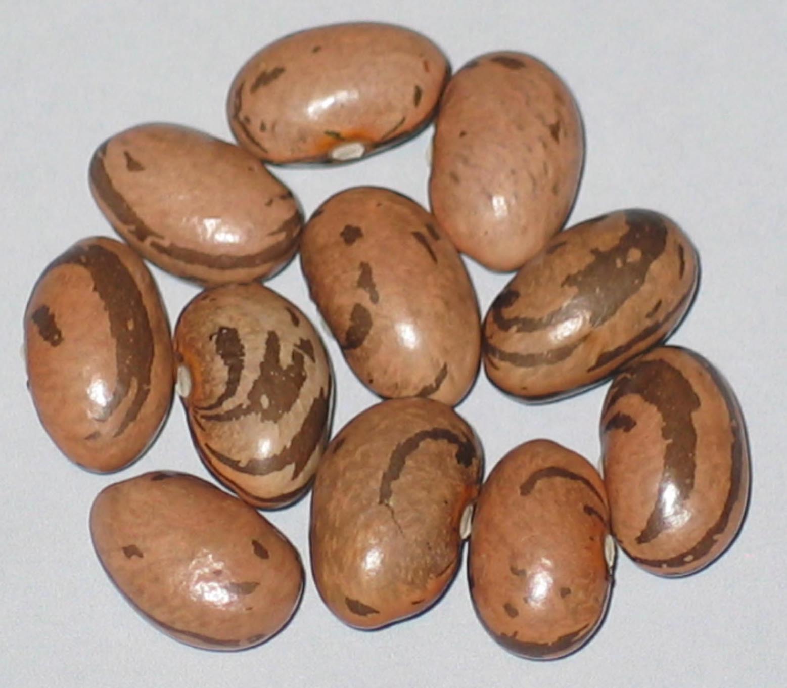 image of Striped Ijevan beans