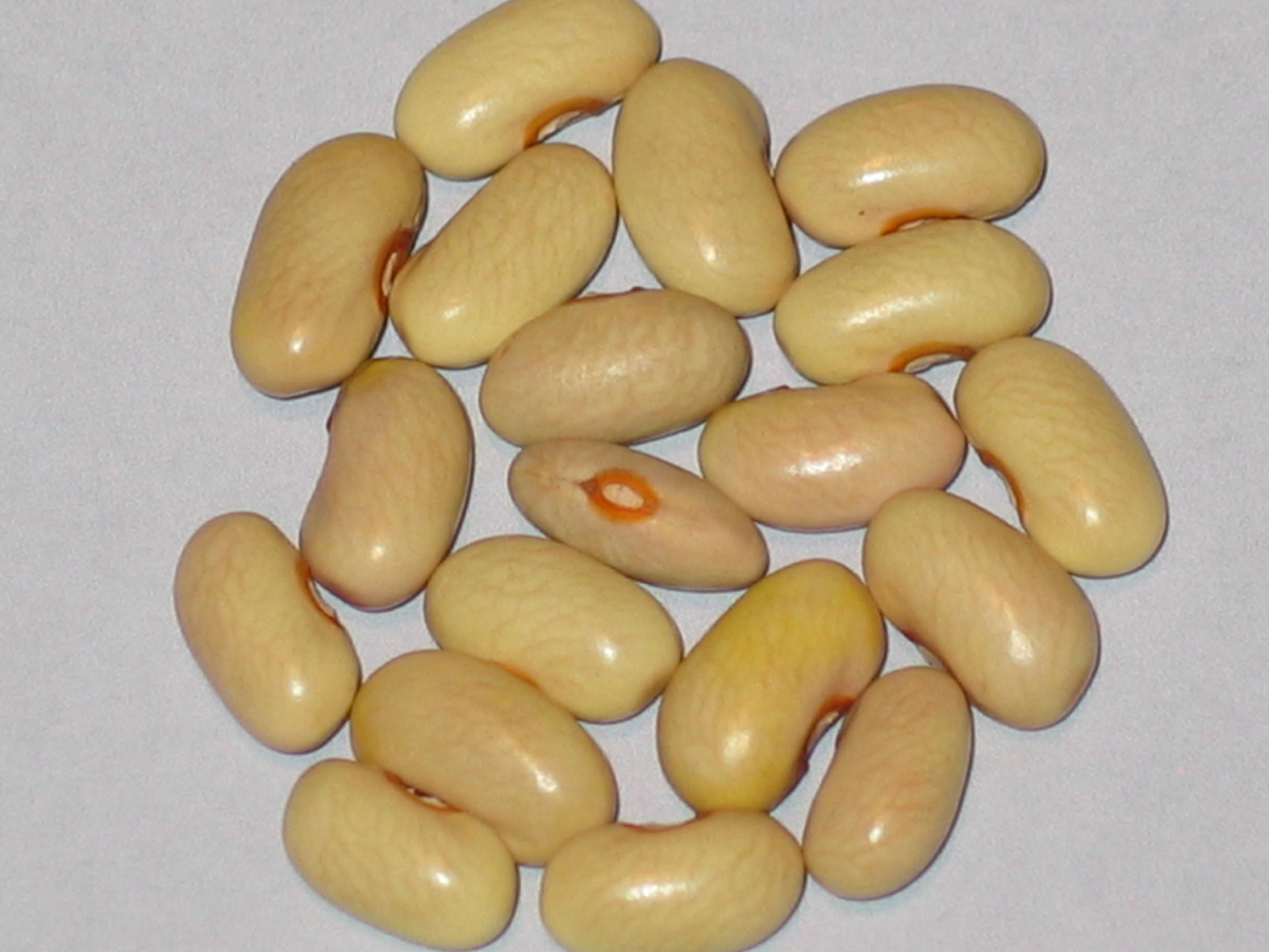 image of Summer Straw beans