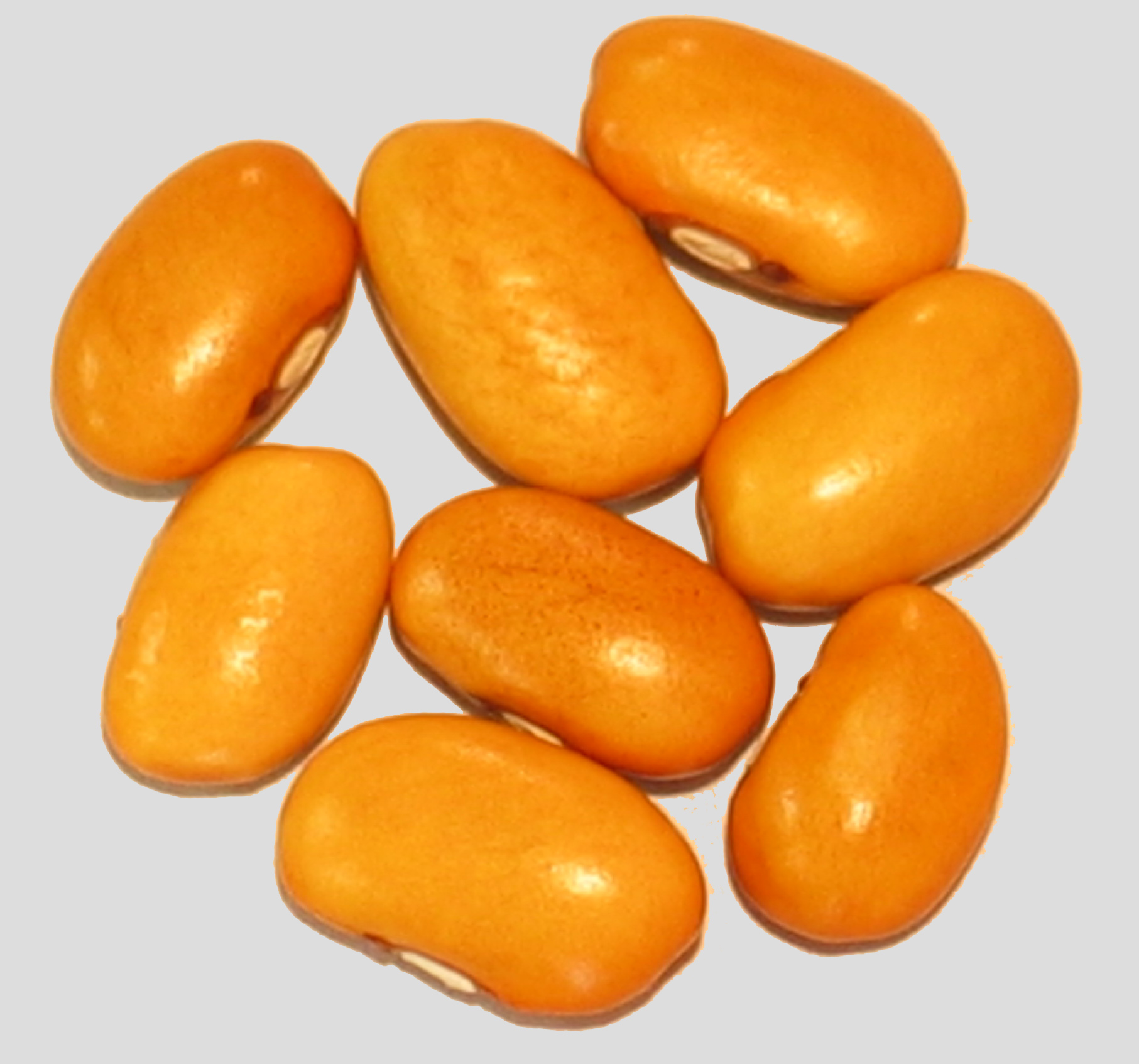 image of Swedish Brown beans