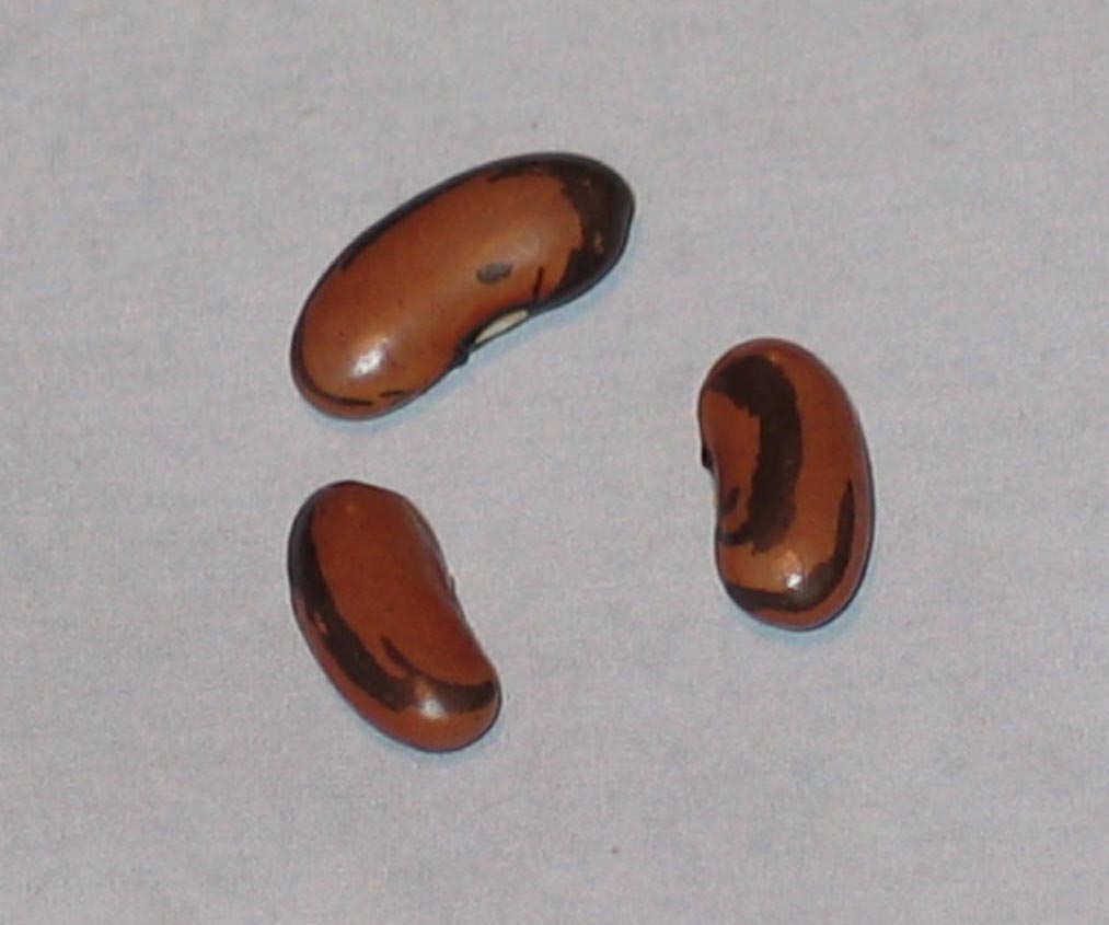 image of Sy Maa beans