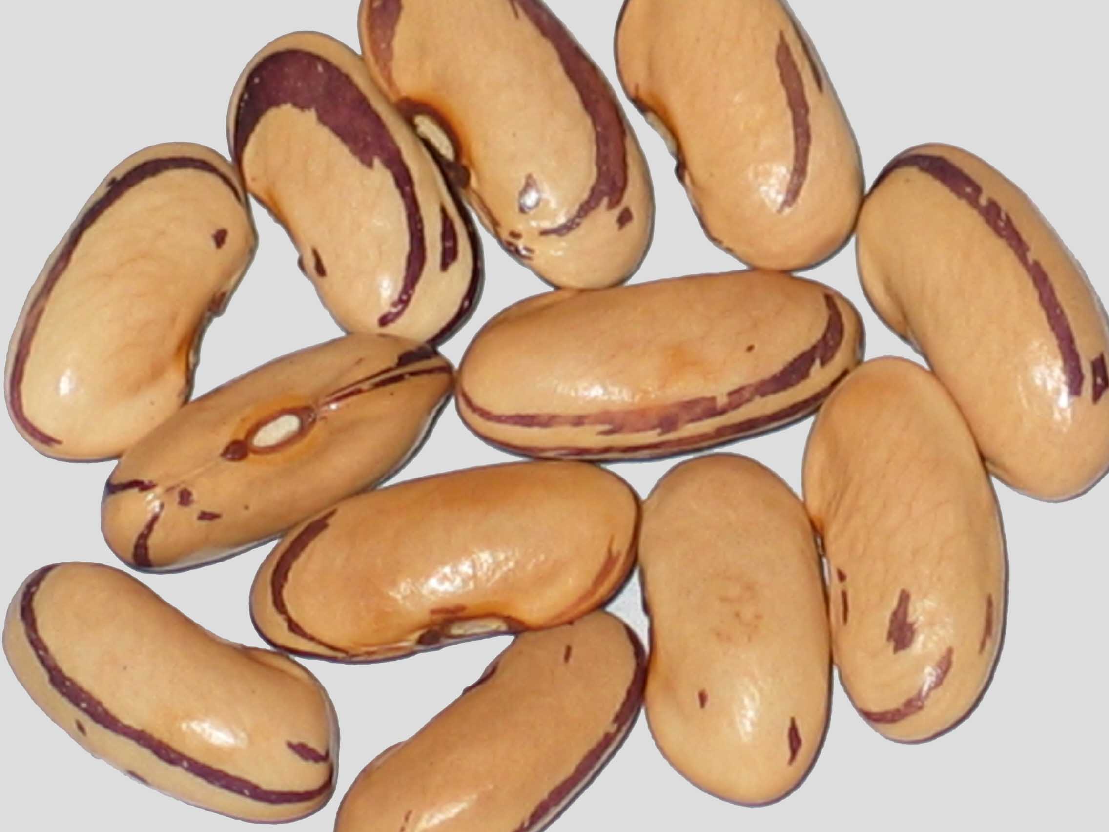 image of Sycamore Mascara beans