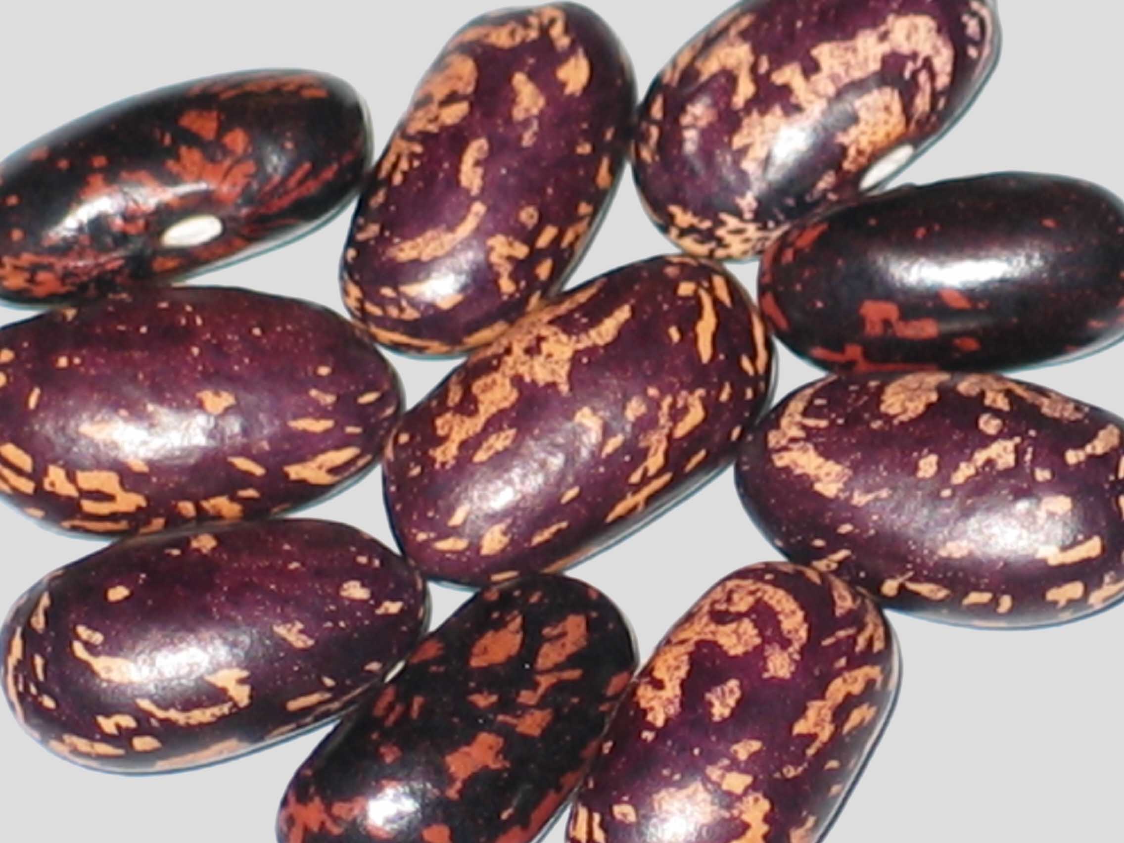 image of Syrian Fire beans