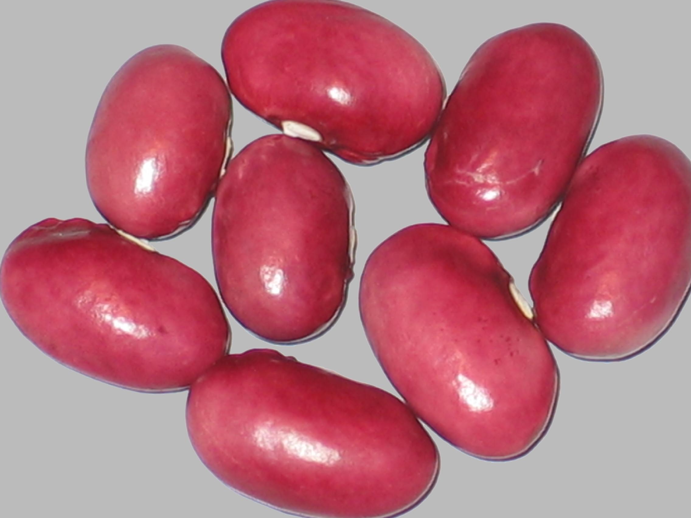 image of Taisho Kintoki beans