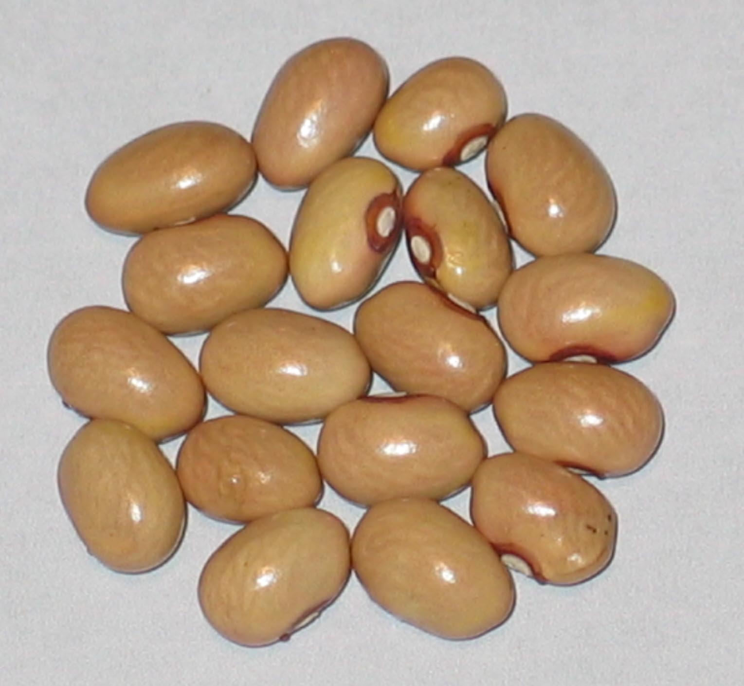image of Tan Six Weeks beans