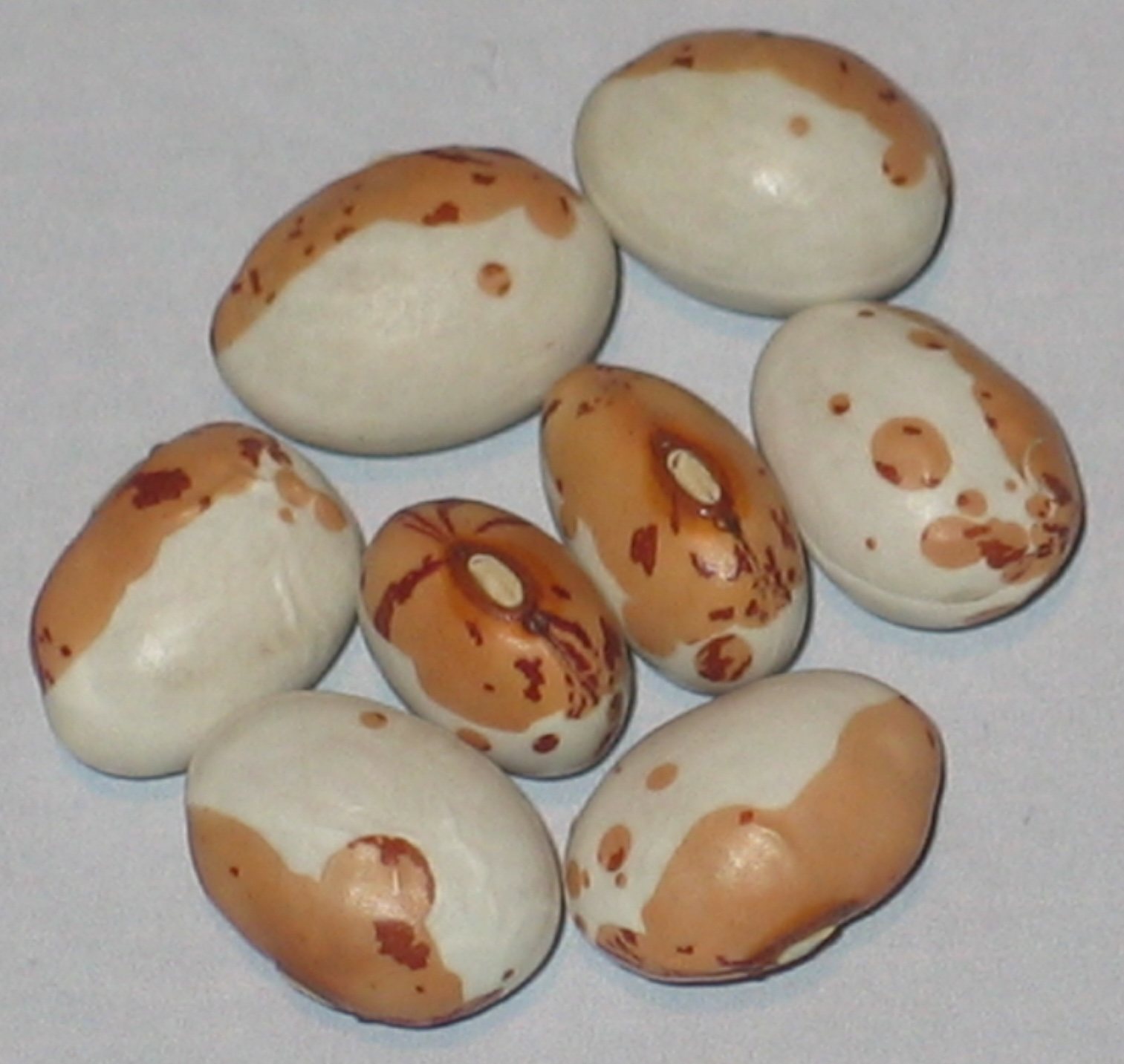 image of Tara beans