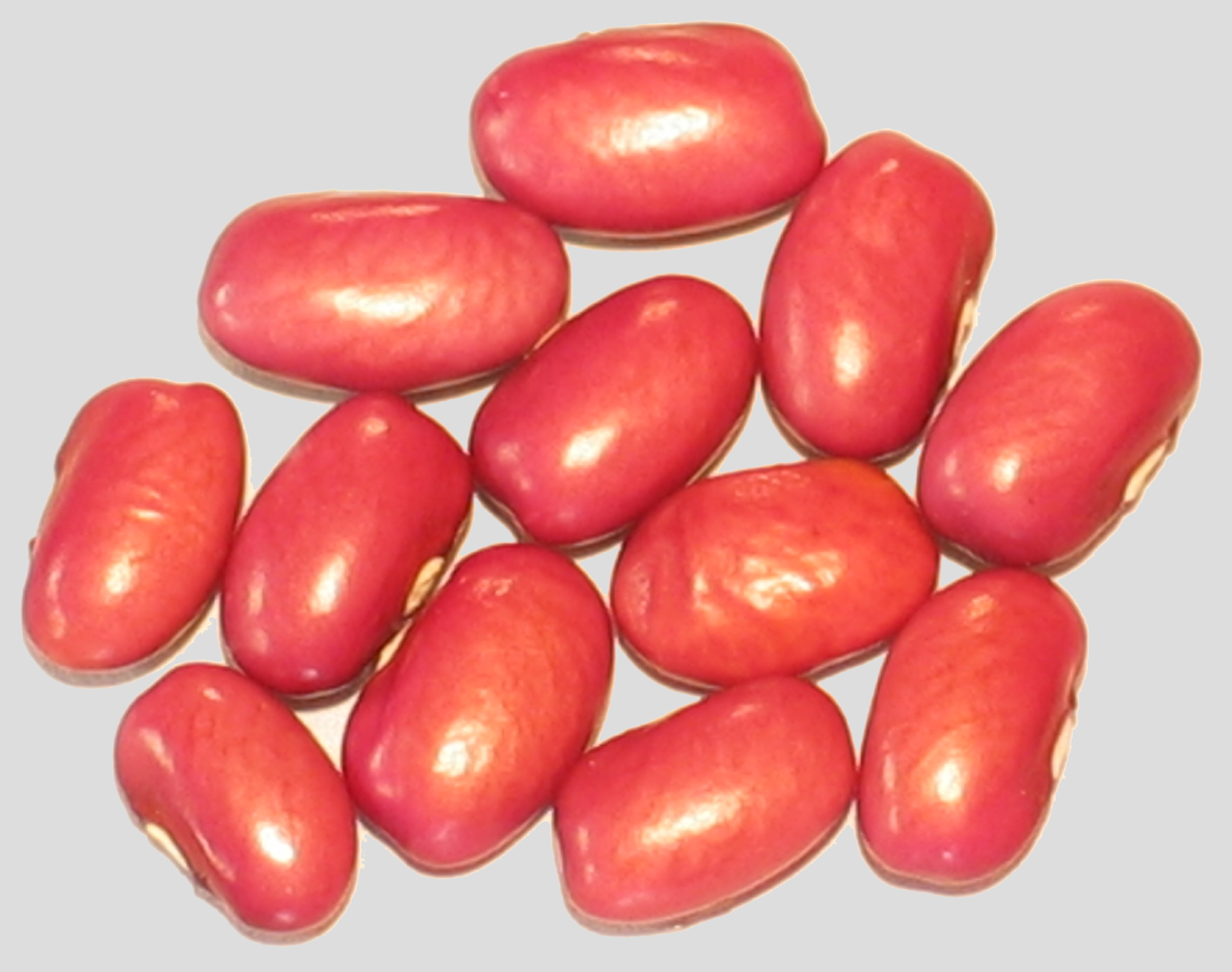 image of Tarahumara Purple beans