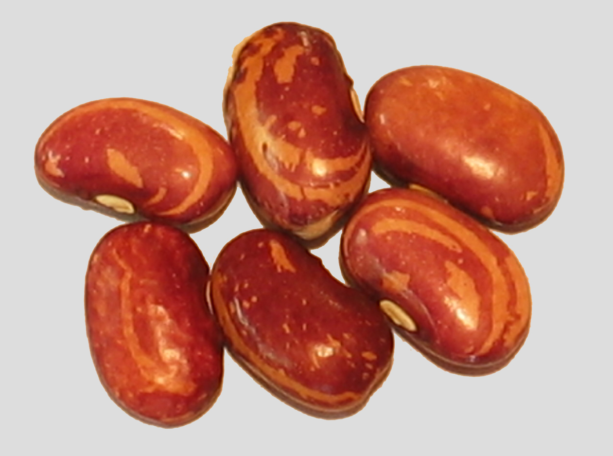 image of Tarahumara Purple Ojos beans