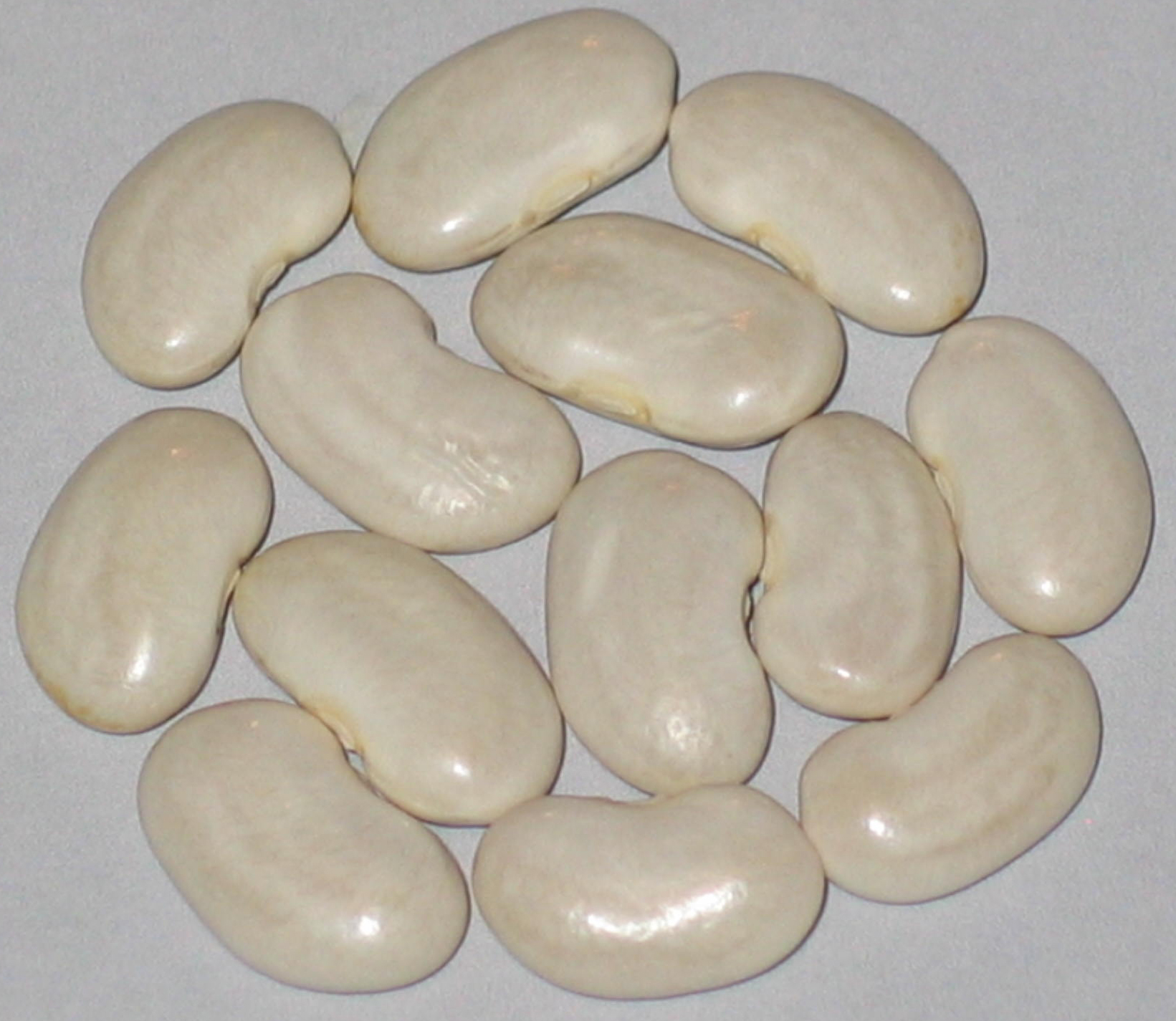 image of Tarbais beans