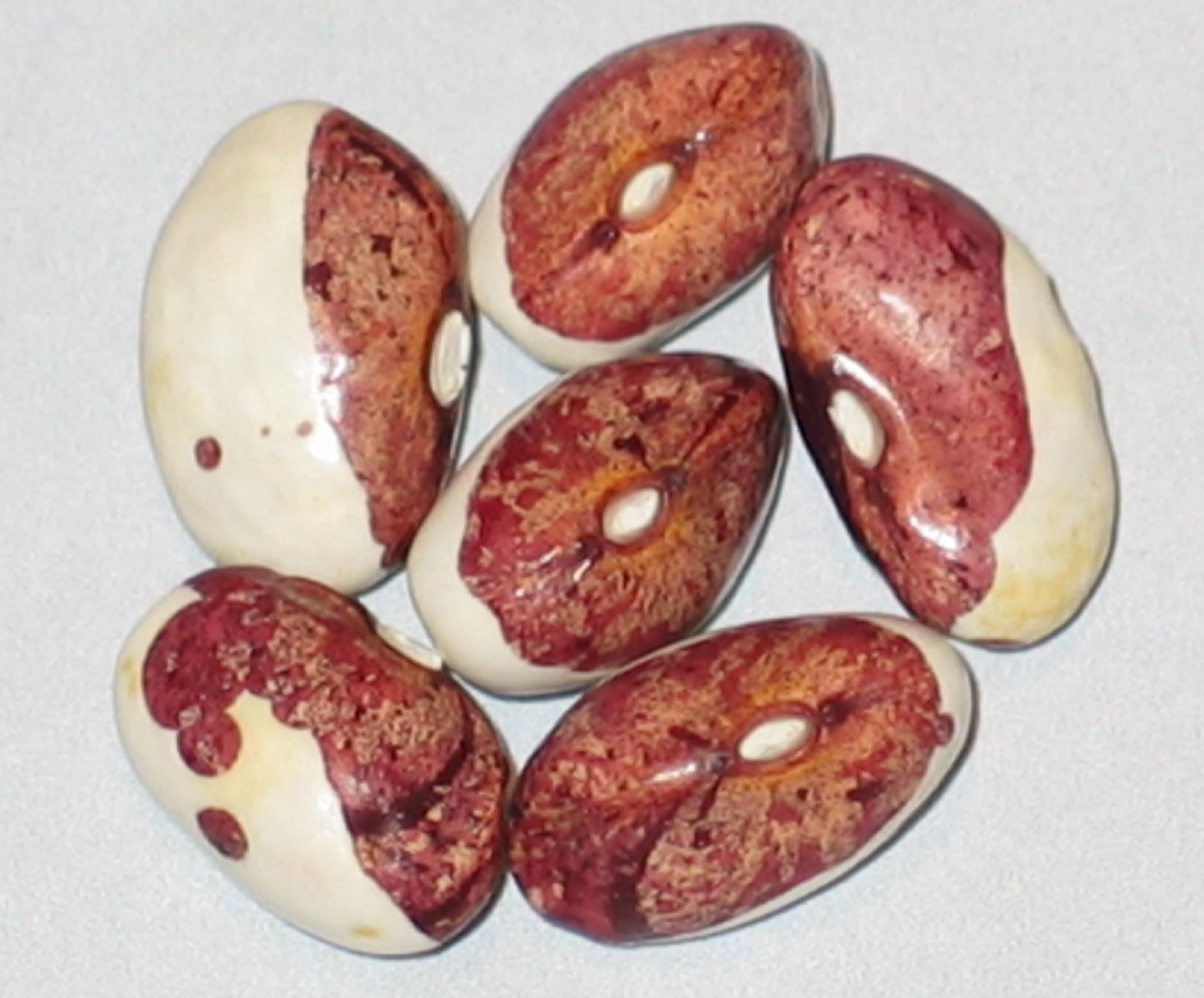 image of Tartan beans