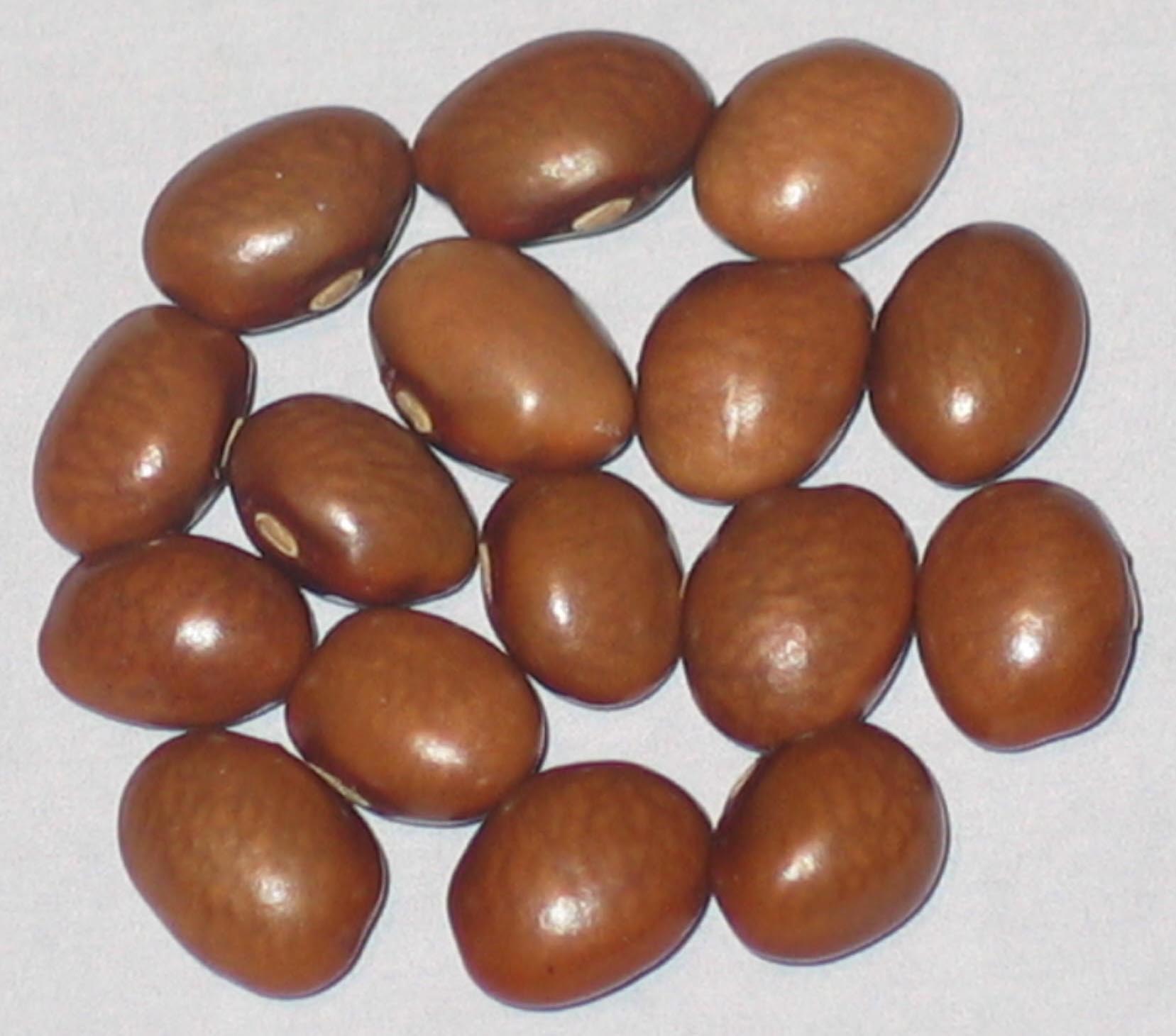 image of Tennessee Cutshort beans
