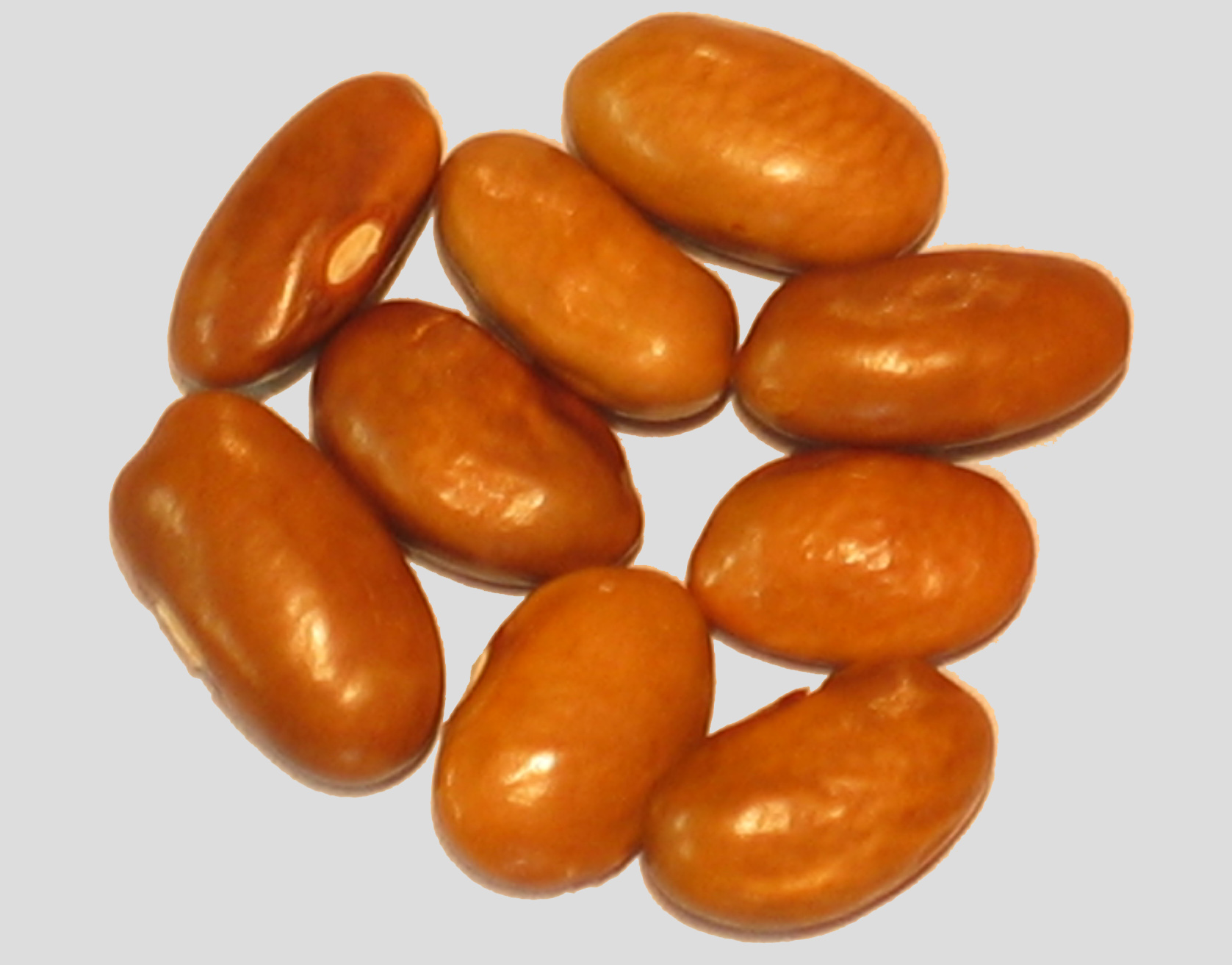 image of Tennessee Greenpod beans