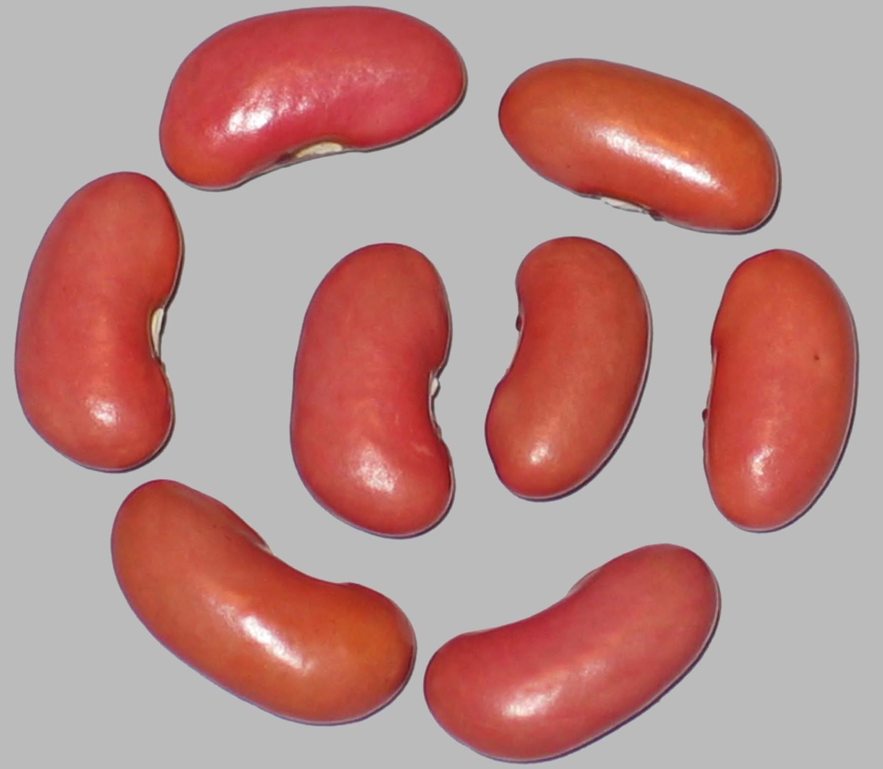 image of Theresas Pink Portugal beans