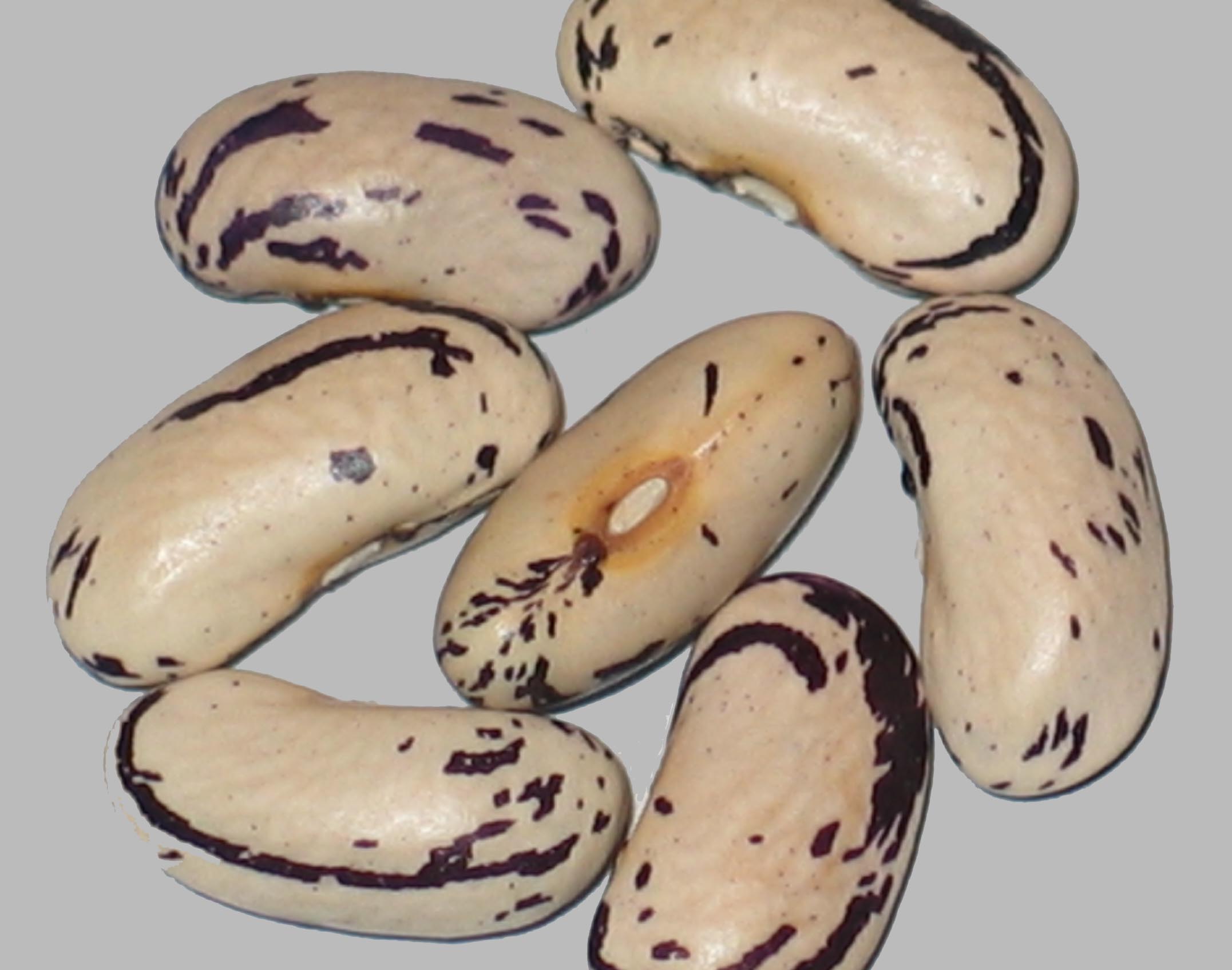 image of Thibodeau Compte Beauce beans