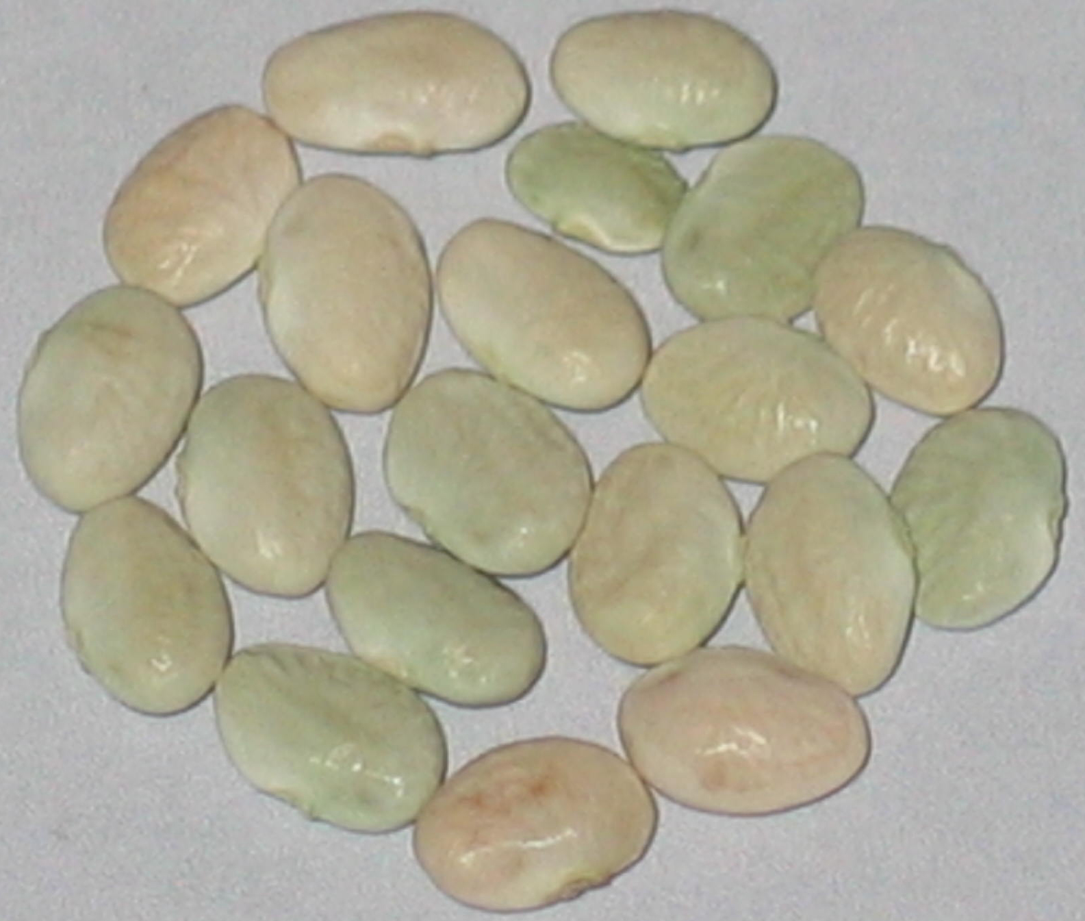 image of Tierra White Tepary beans