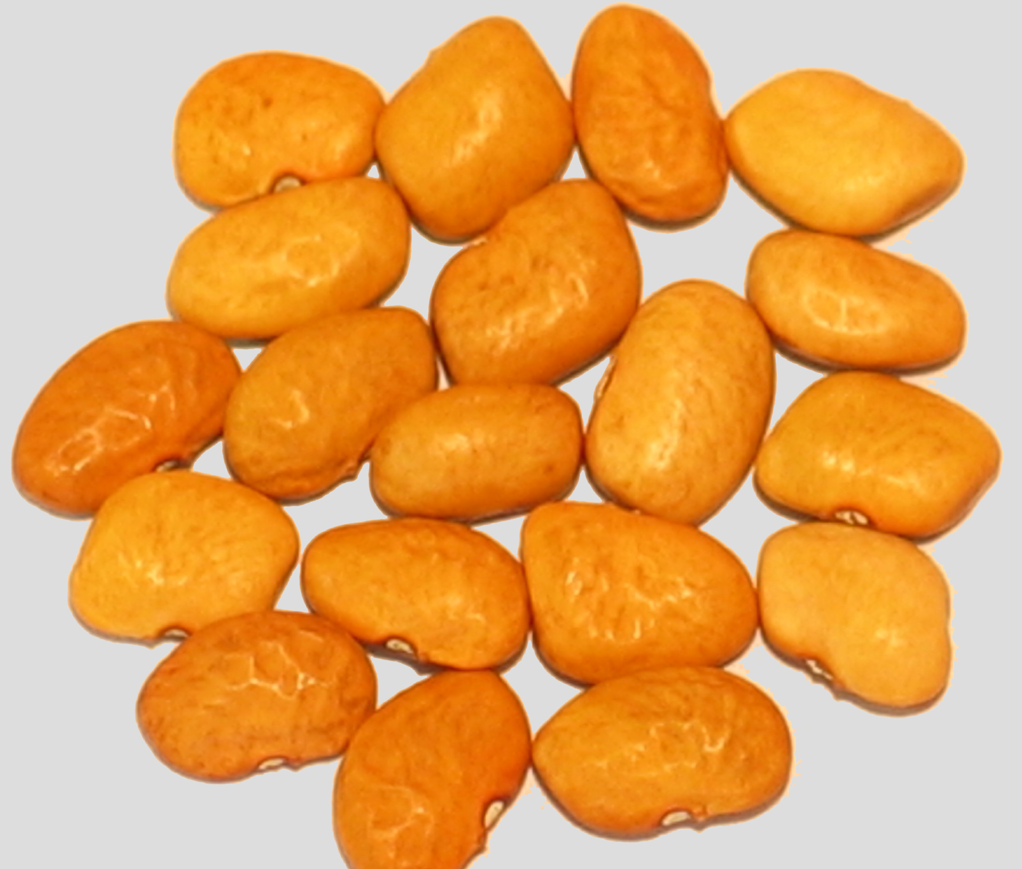image of Tierra Gold Tepary beans