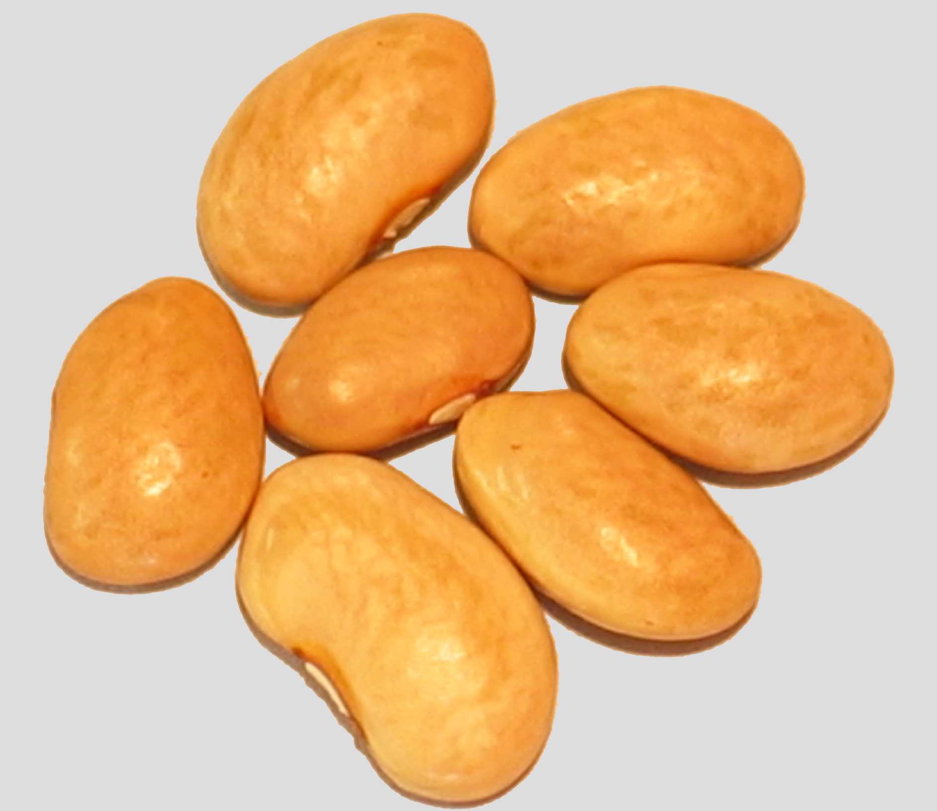 image of Tierra Tan Bolitas beans