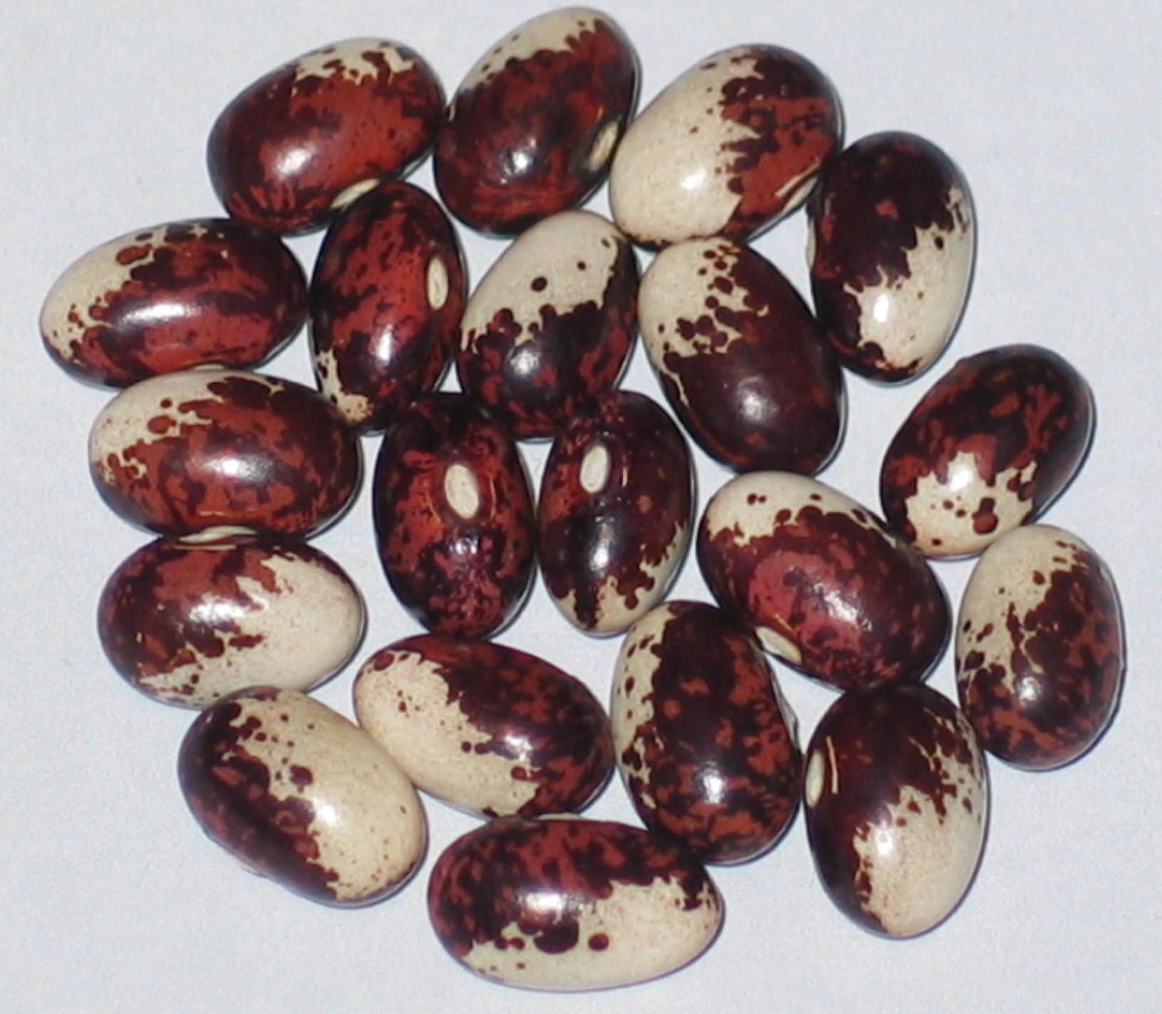 image of Tjana Special beans