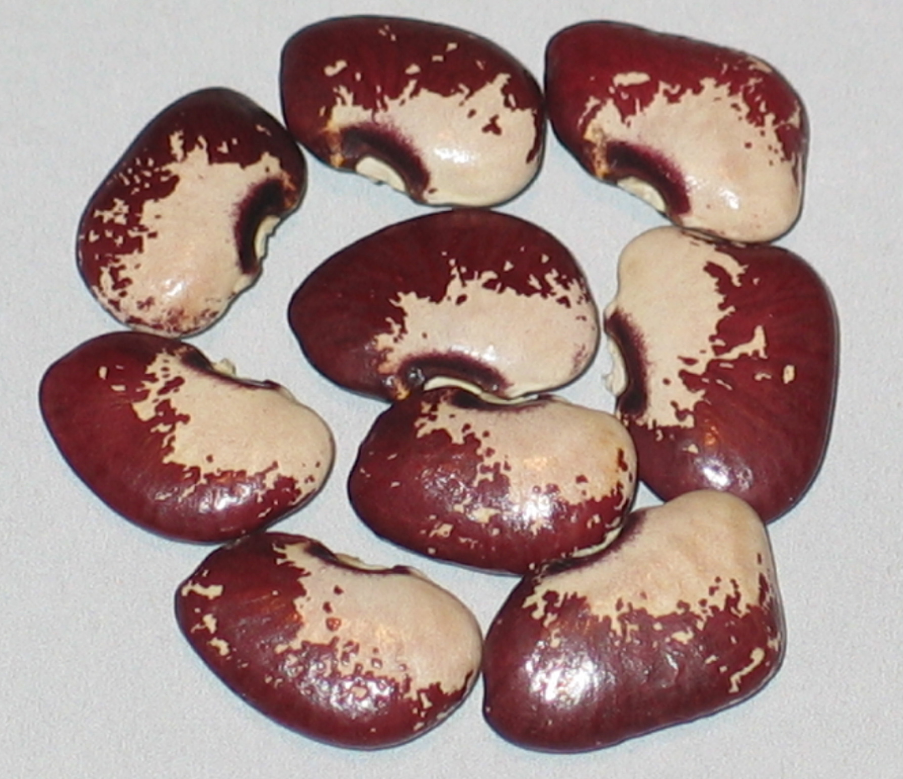 image of Toms Divide beans