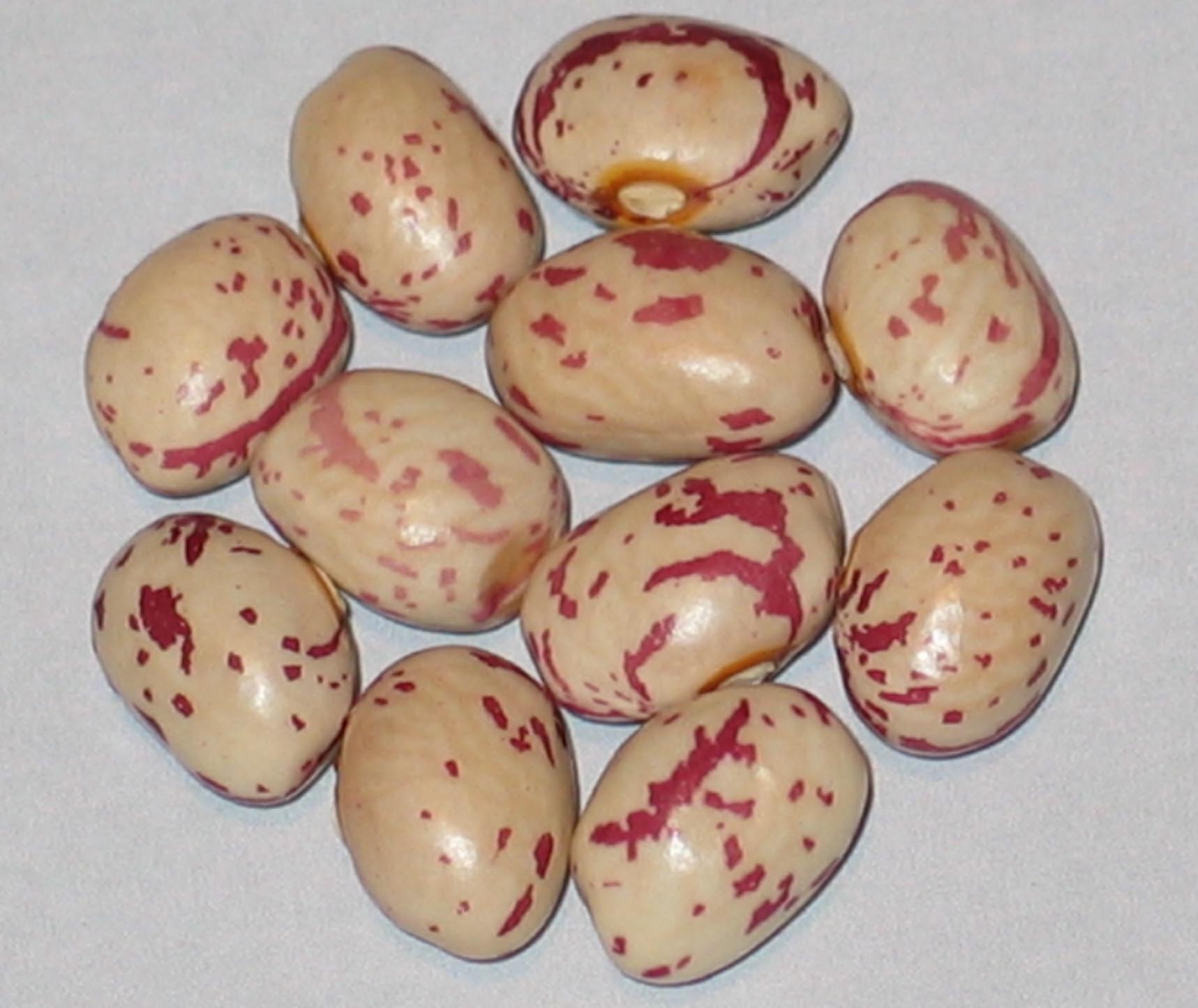 image of Tonawanda Strawberry beans