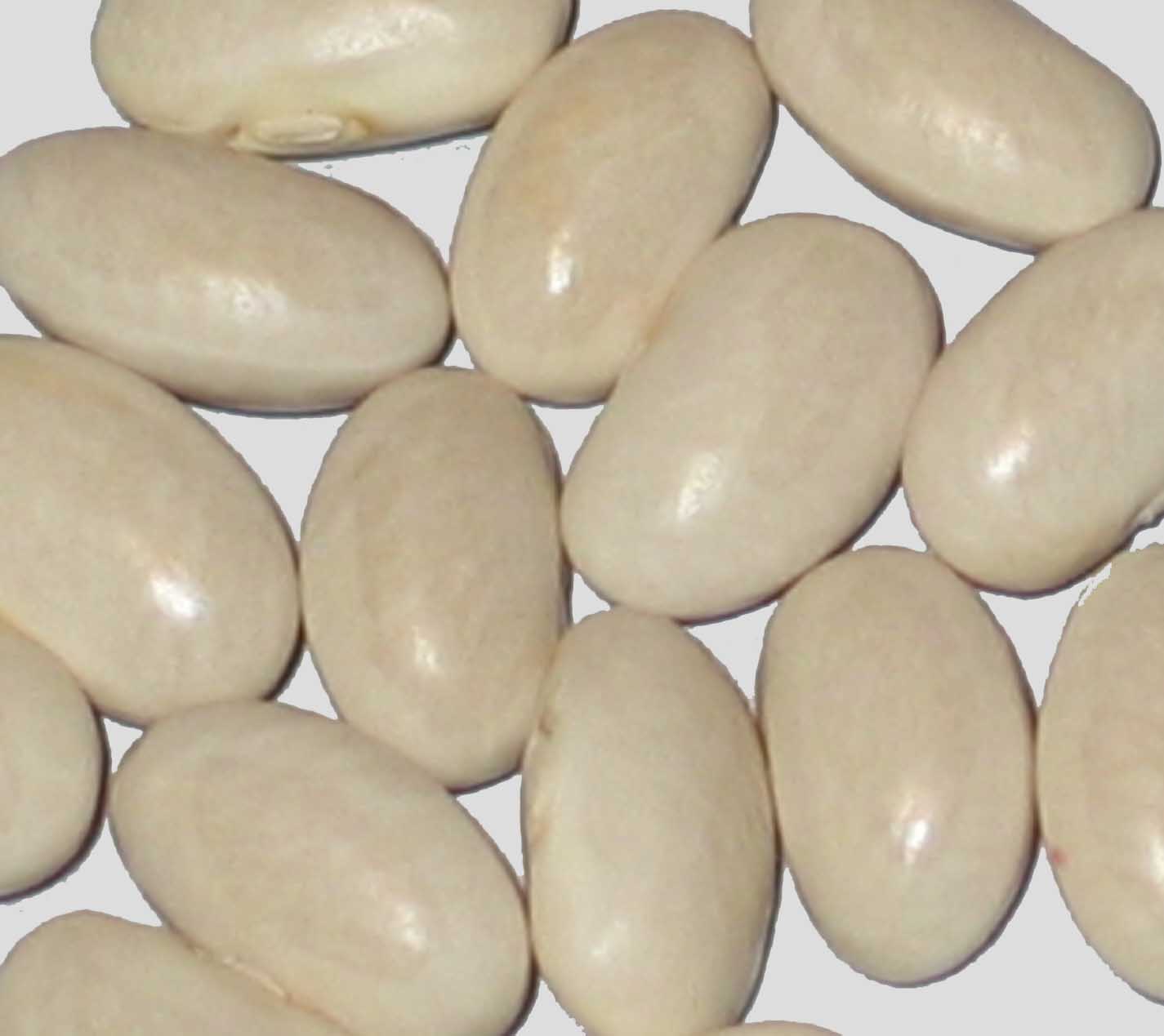 image of Toscanelli beans