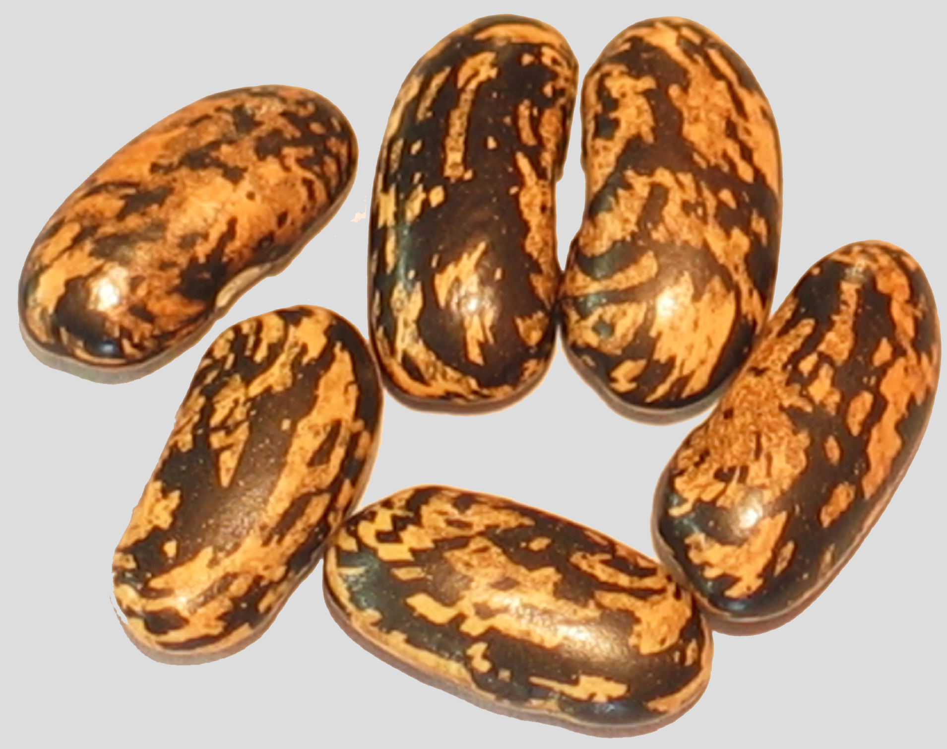 image of Tramento di Trebua beans