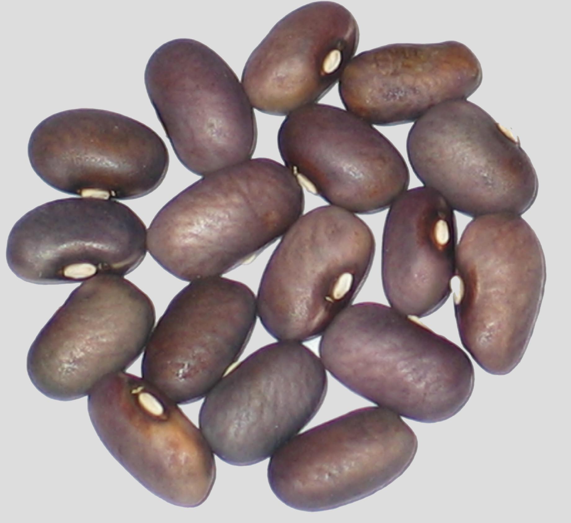 image of Tranquility beans
