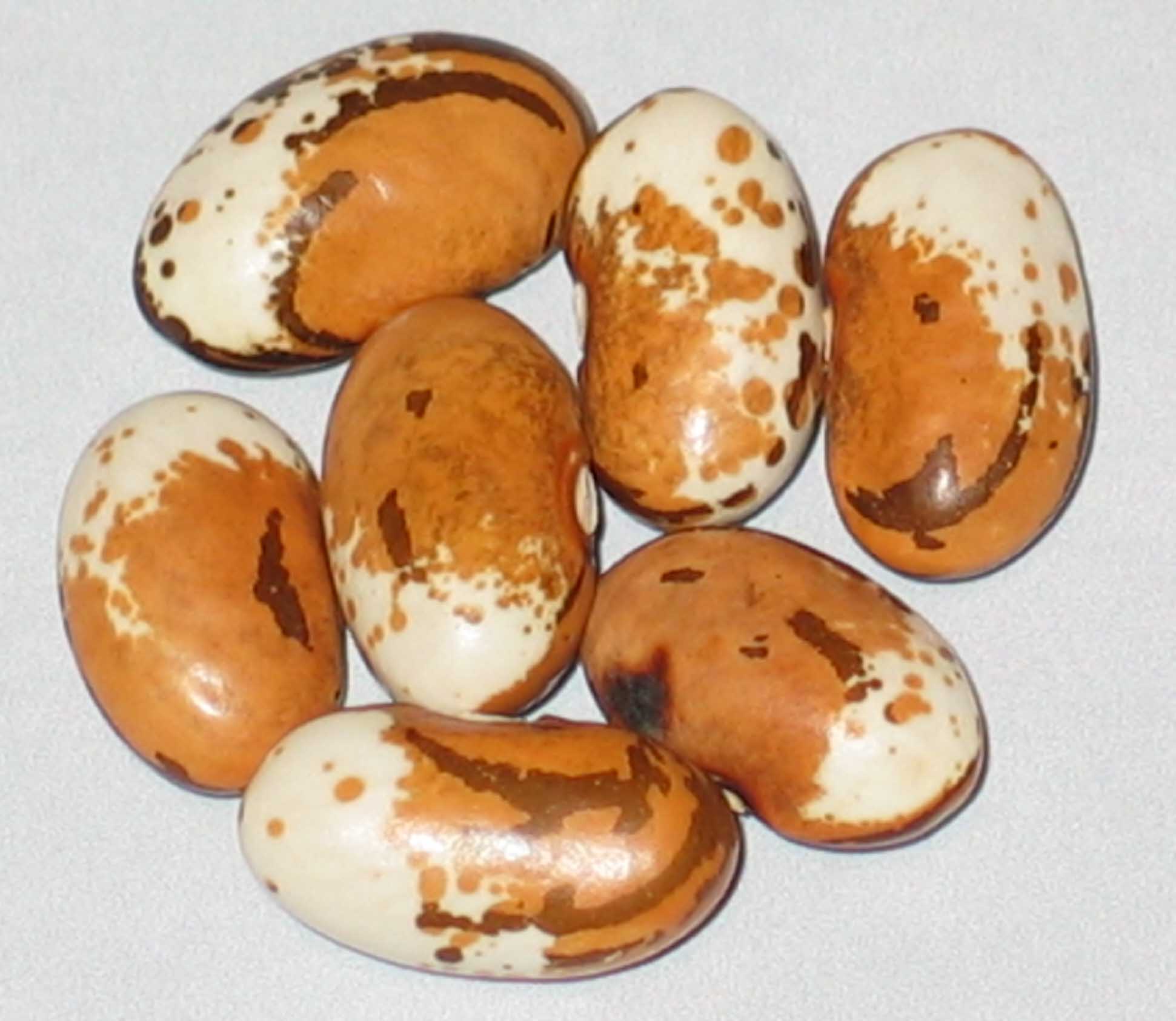 image of Trebulino di Domenico beans