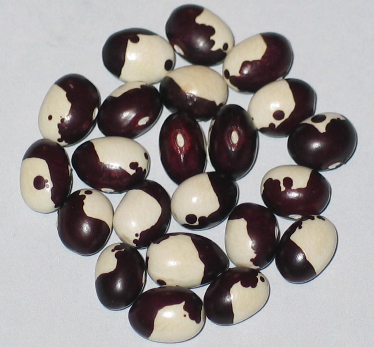 image of Trevio Nun beans