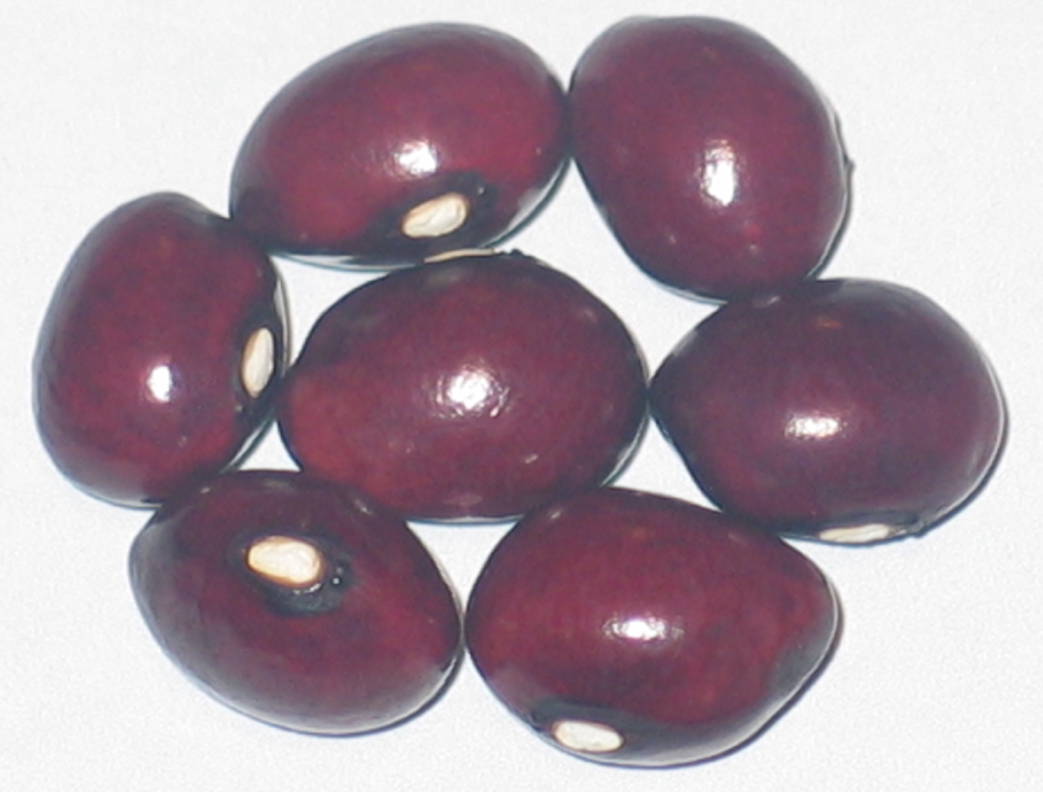 image of True Red Cranberry beans