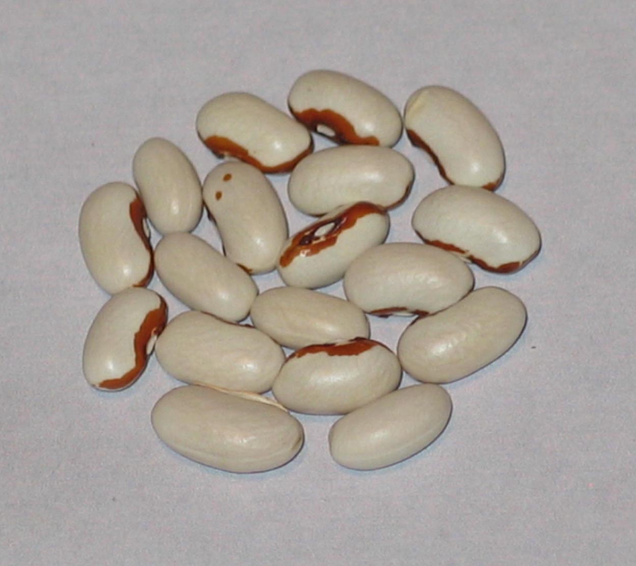 image of Tschermak Fadenlose Wachs beans