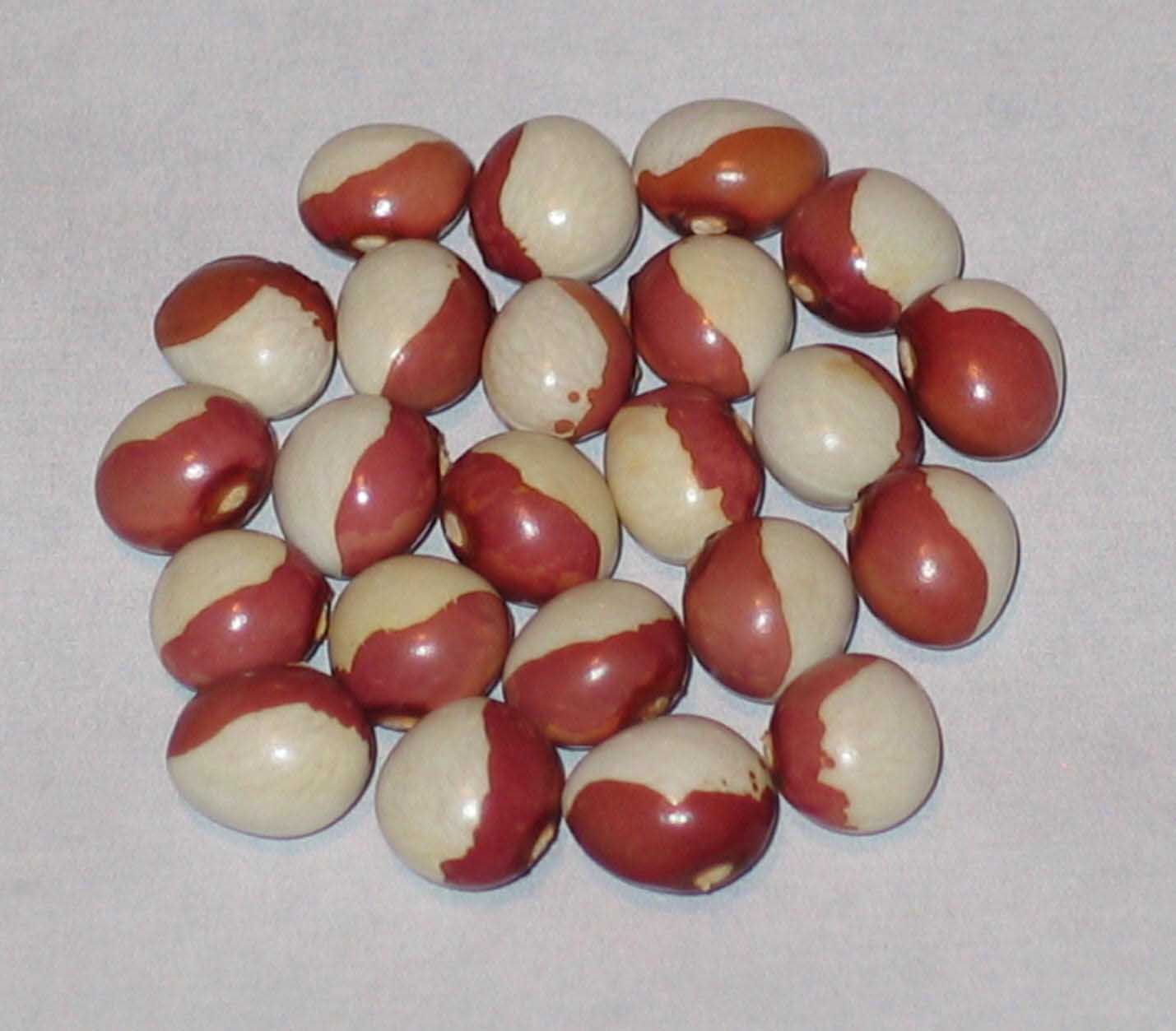 image of Tunny beans