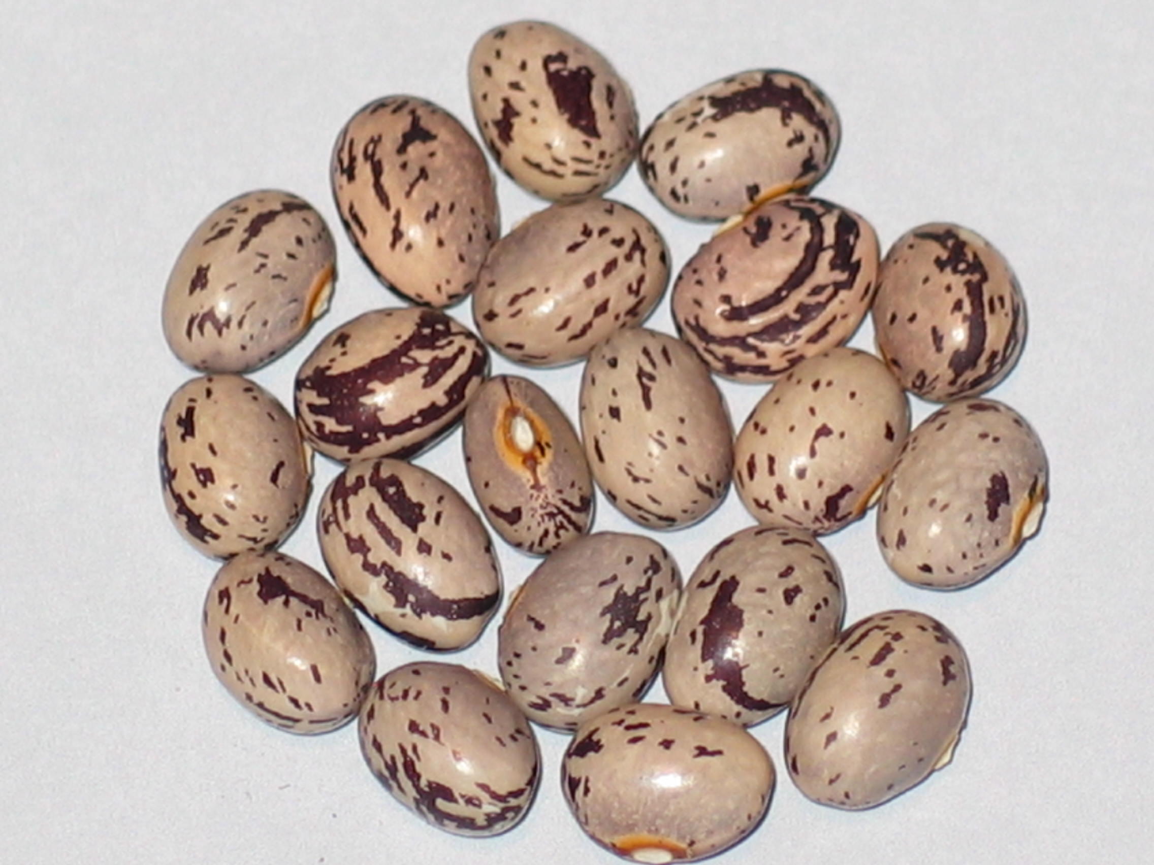 image of Turkish Sprenkler beans