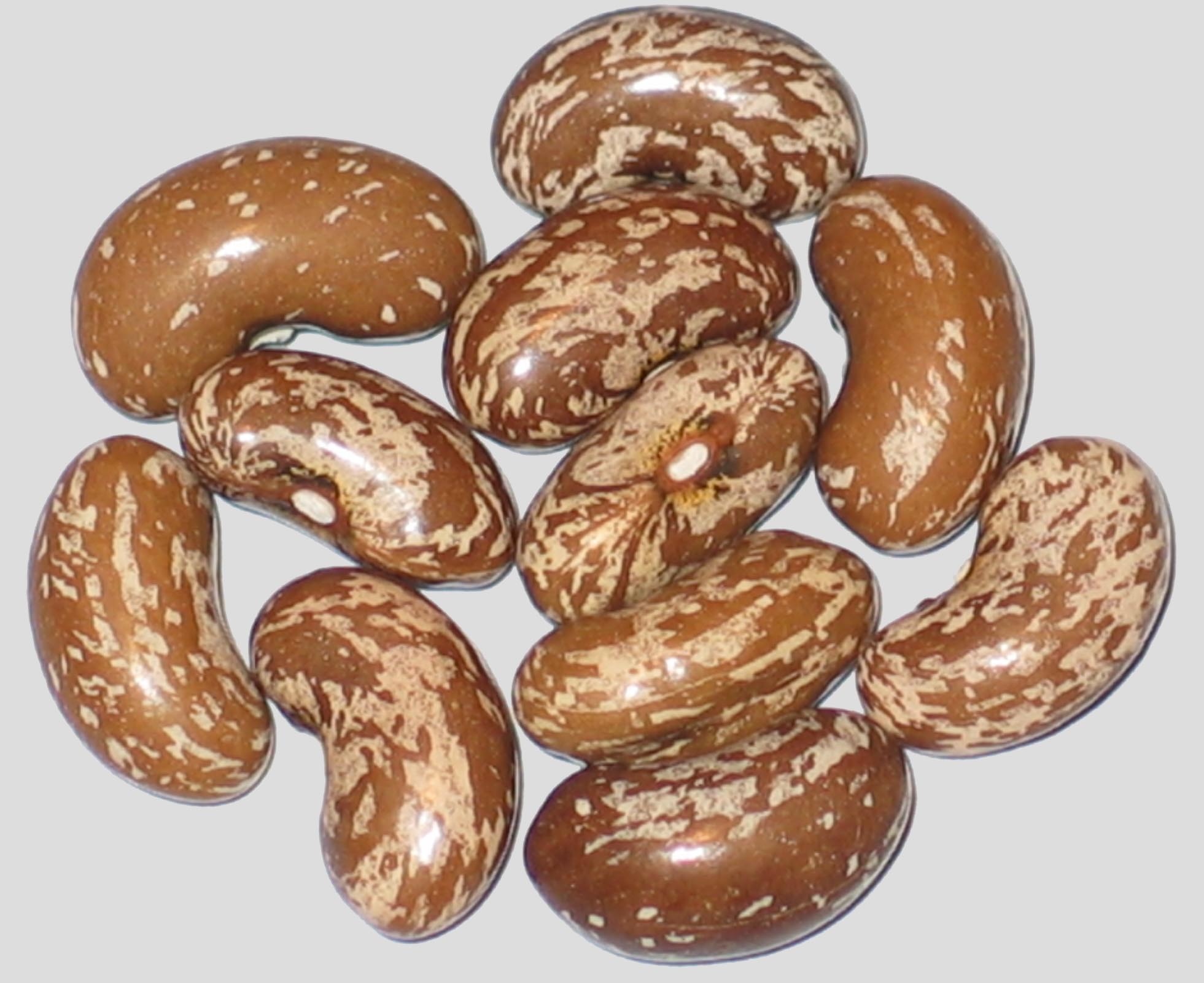 image of Union beans