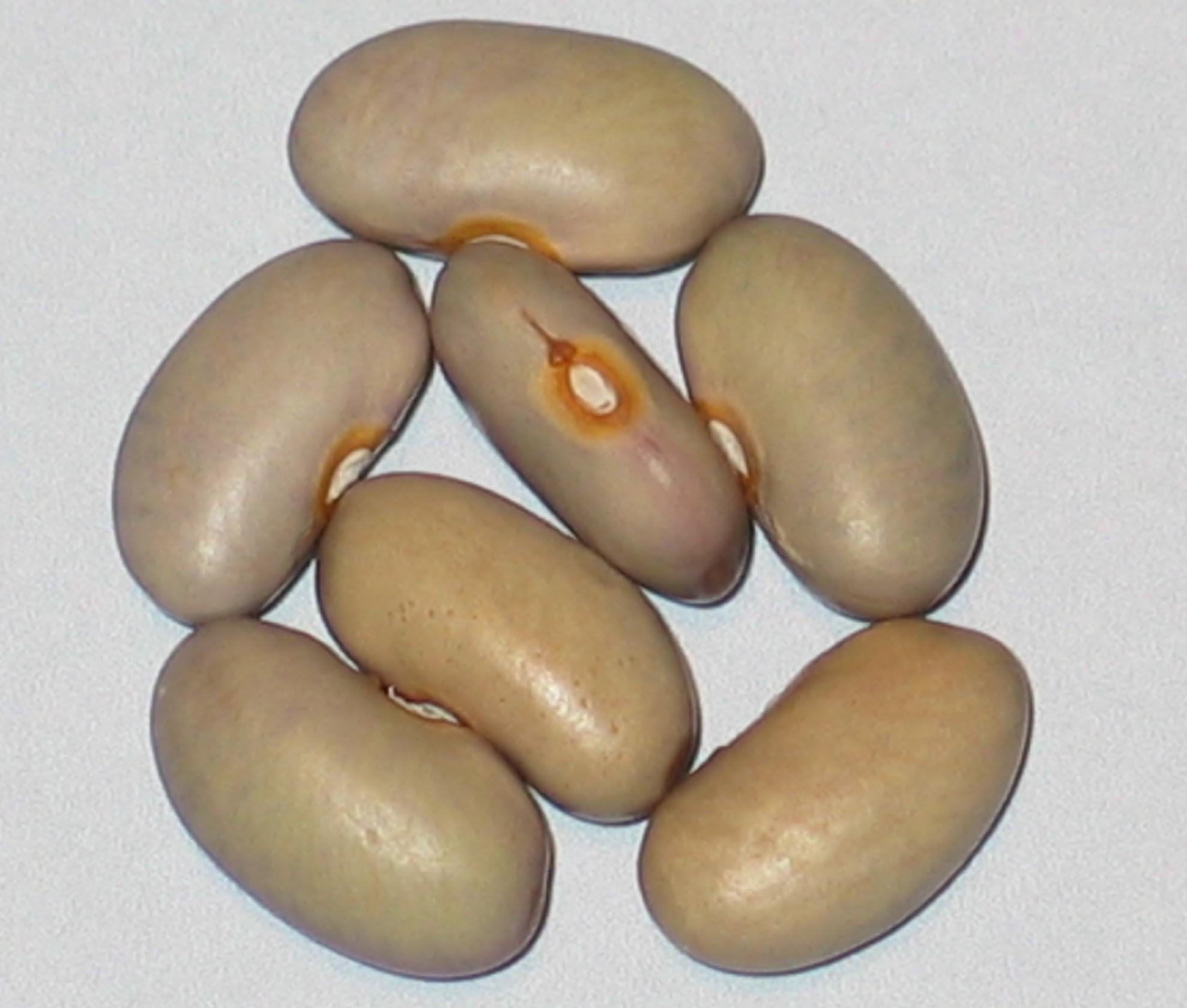 image of Van Goghs Olive beans