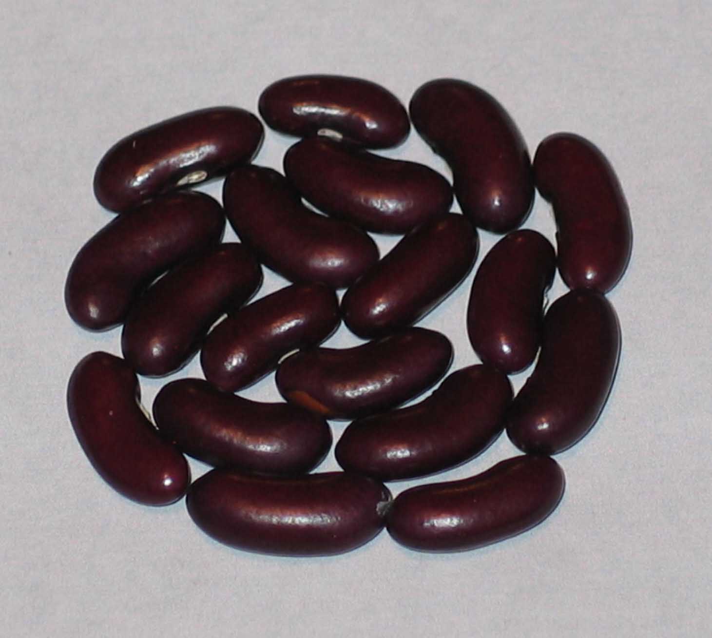 image of Veitchs Climbing beans
