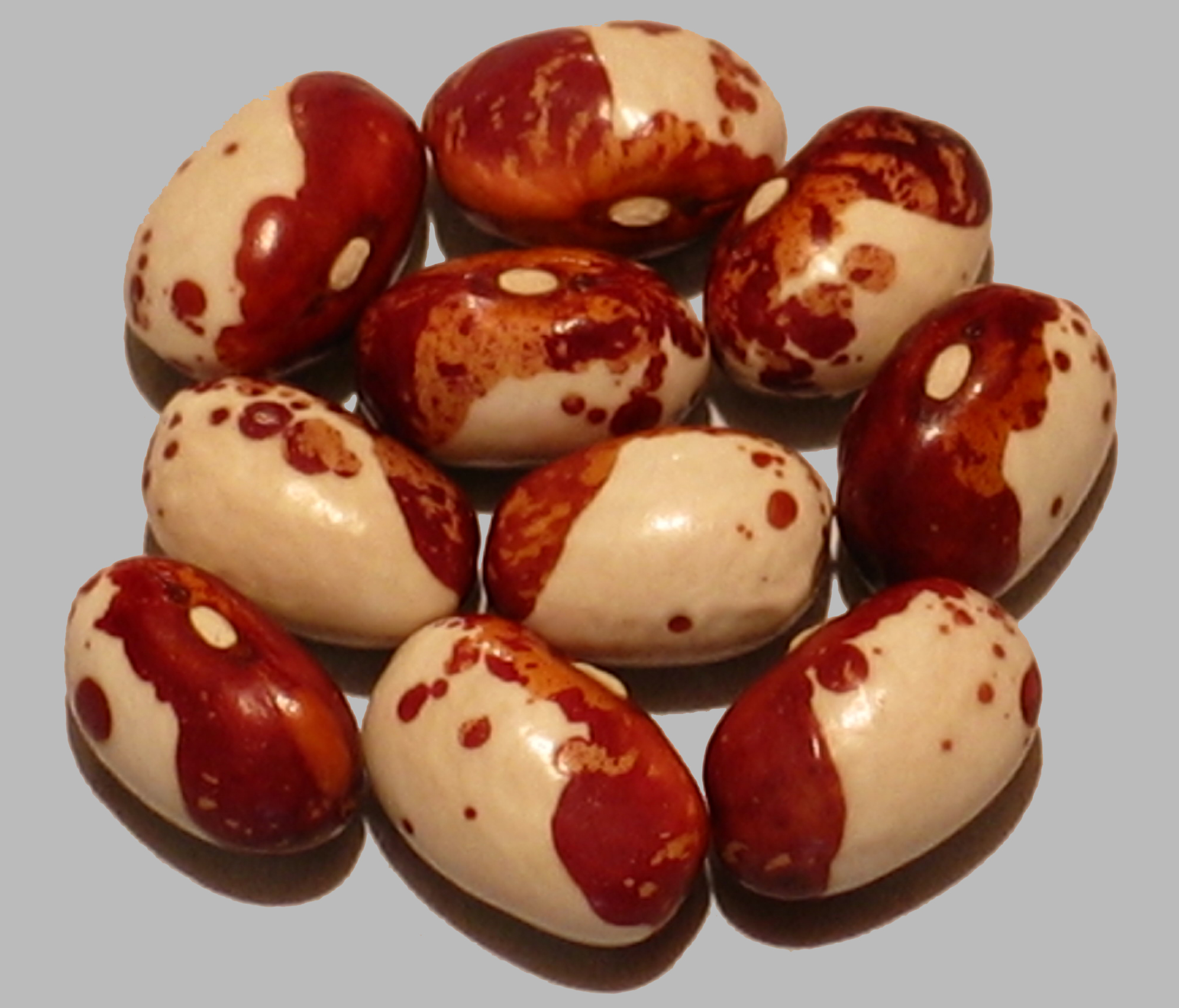 image of Verde Temuco beans