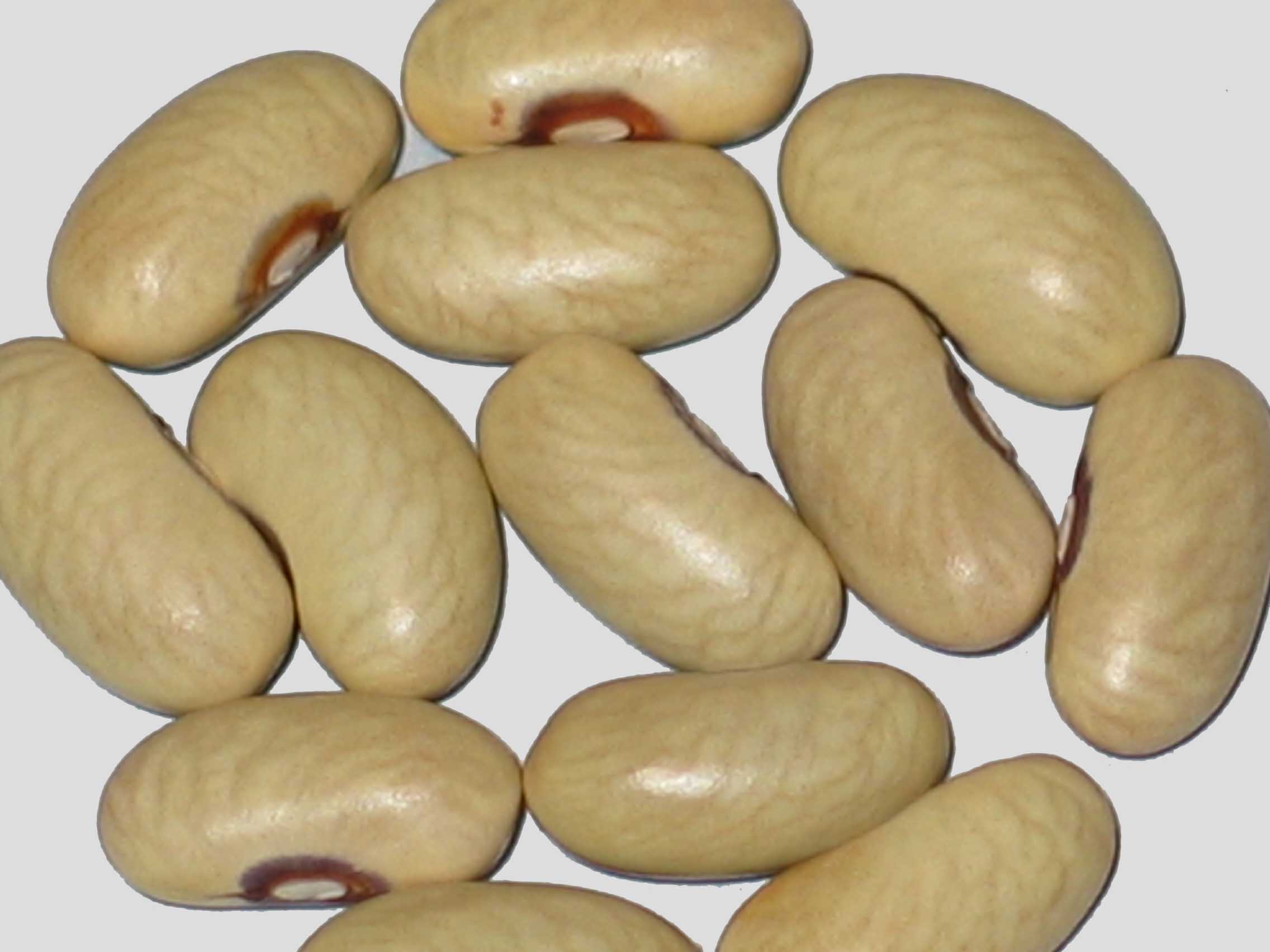 image of Vodenjak 1 beans