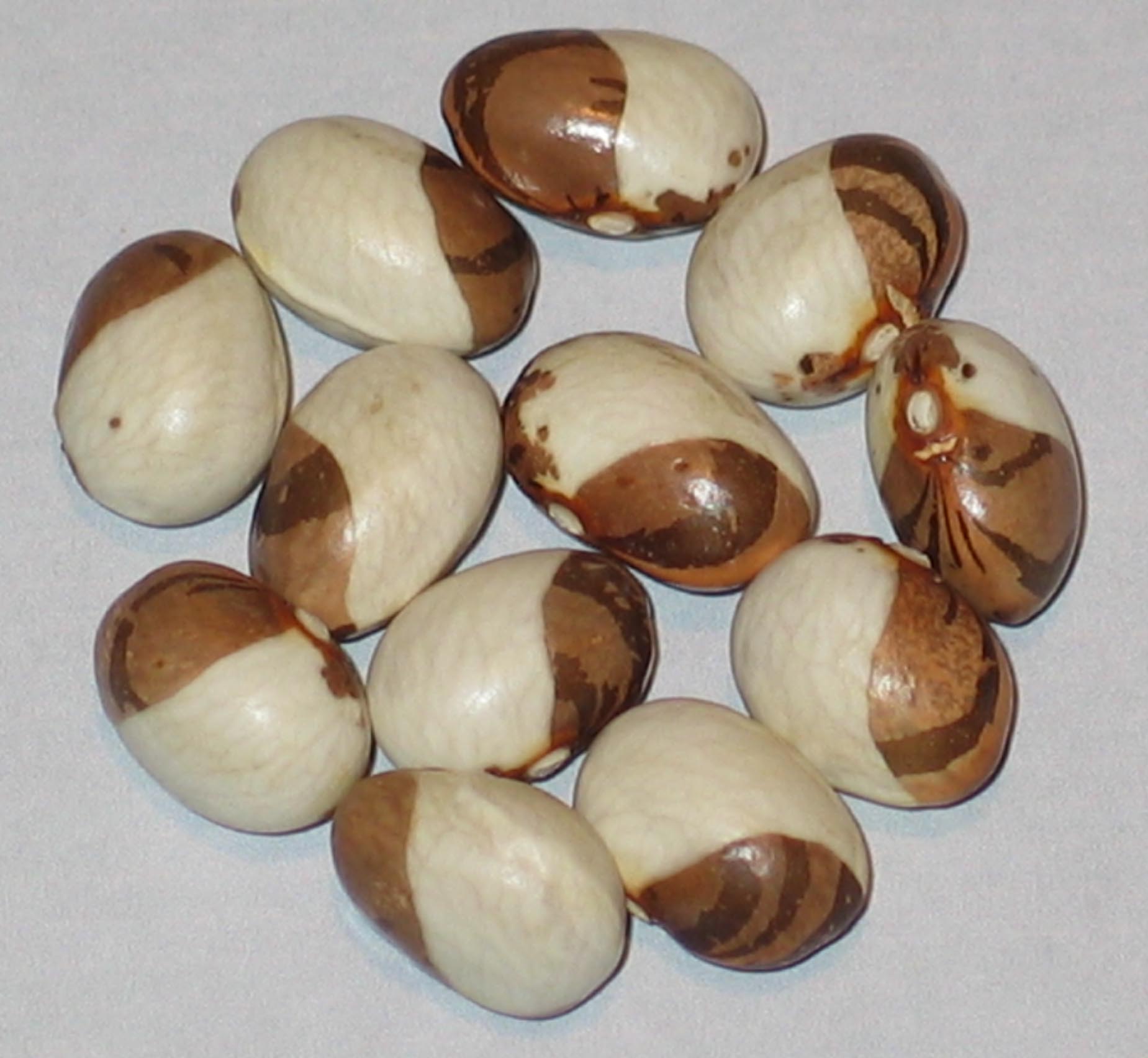 image of Vulkan beans