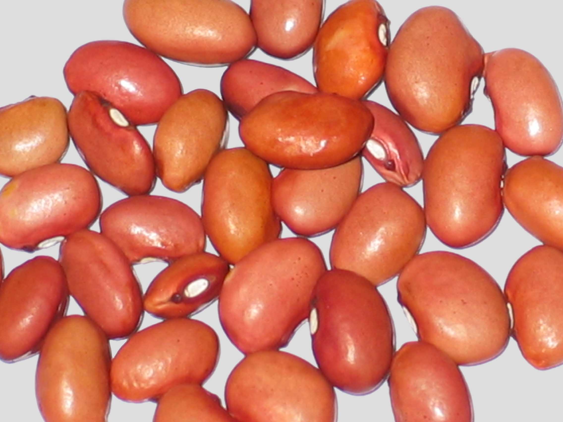 image of Wadena beans