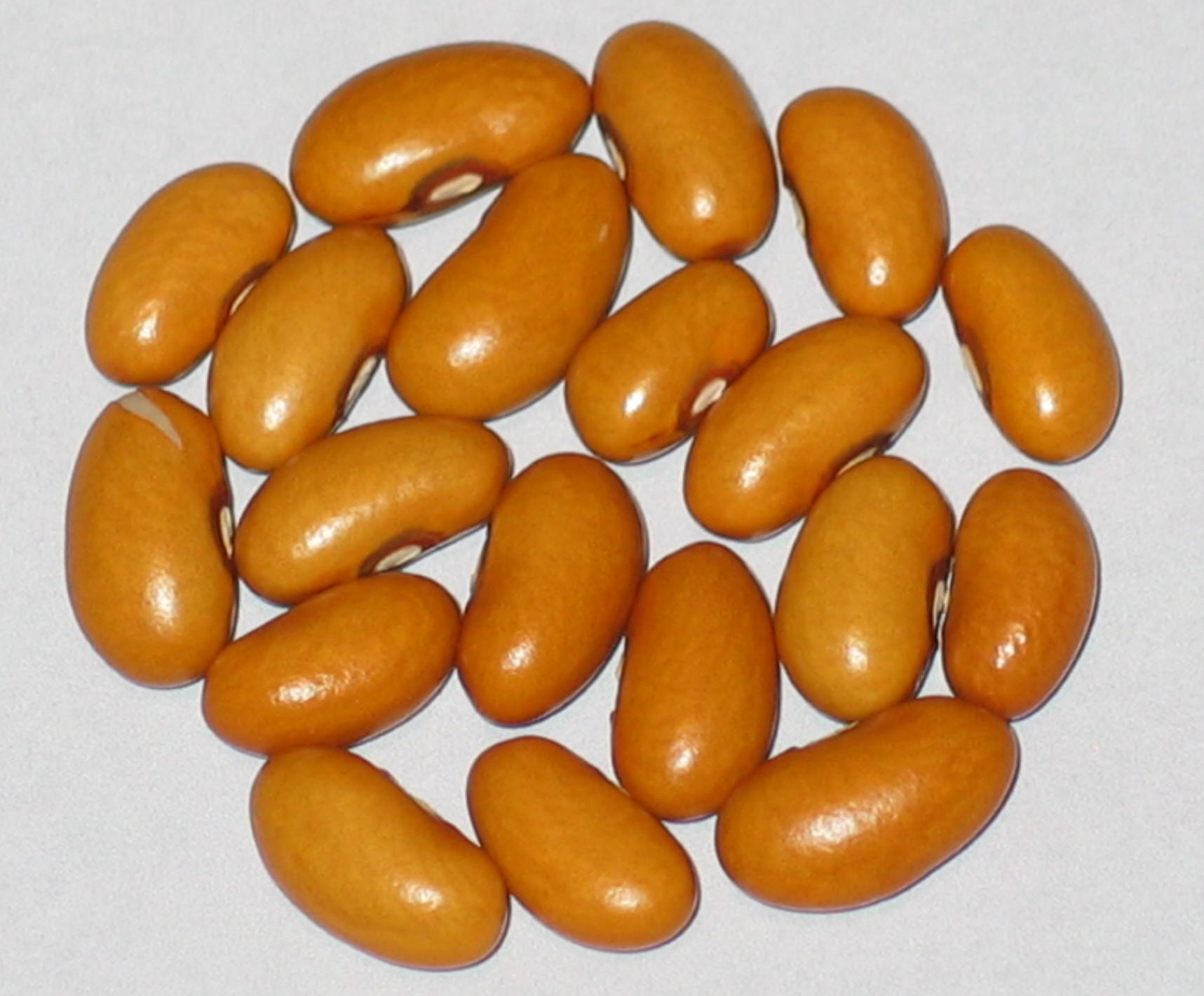 image of Walcherse Bruine Kogel beans