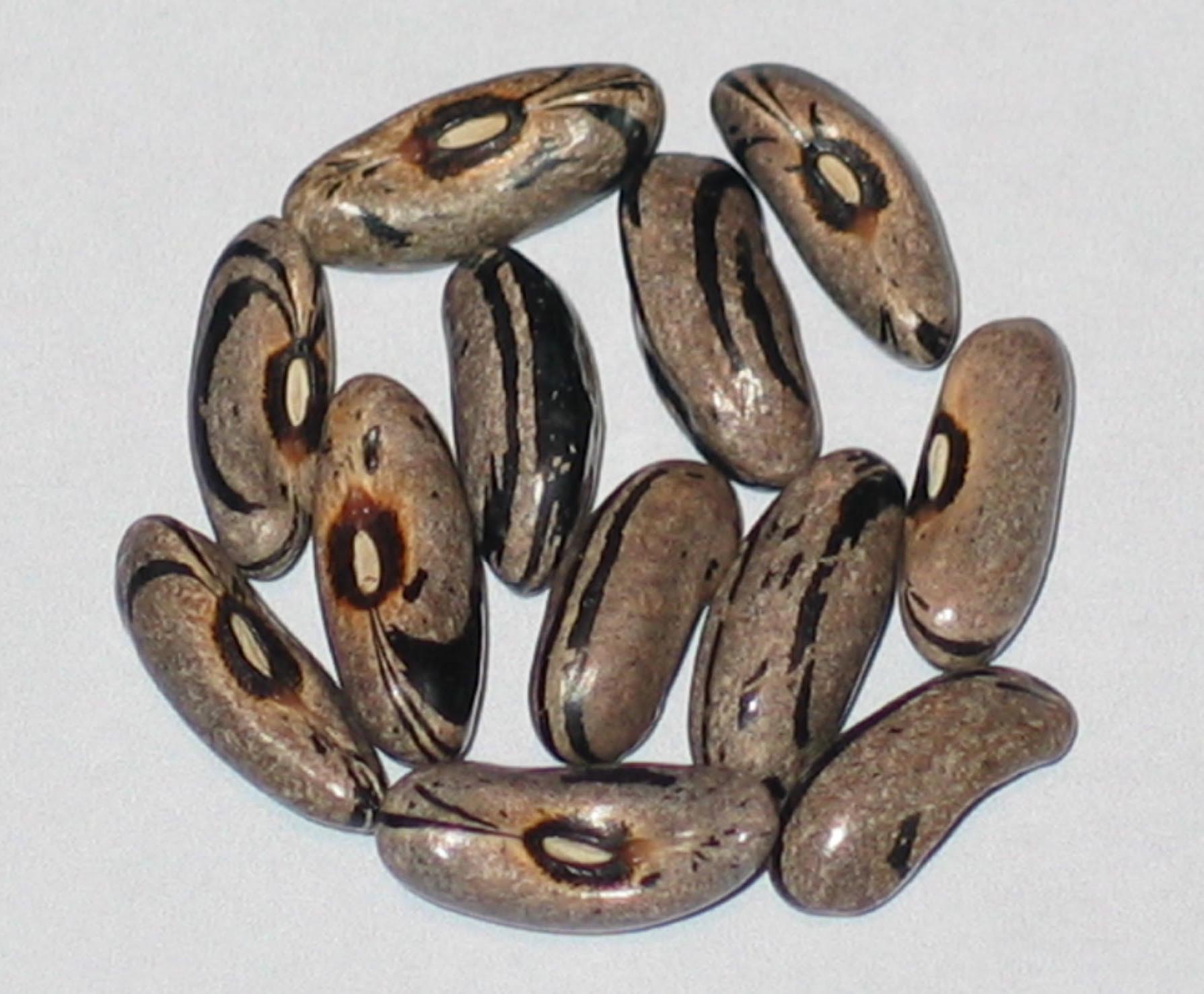 image of Wesley Railroad Spike beans