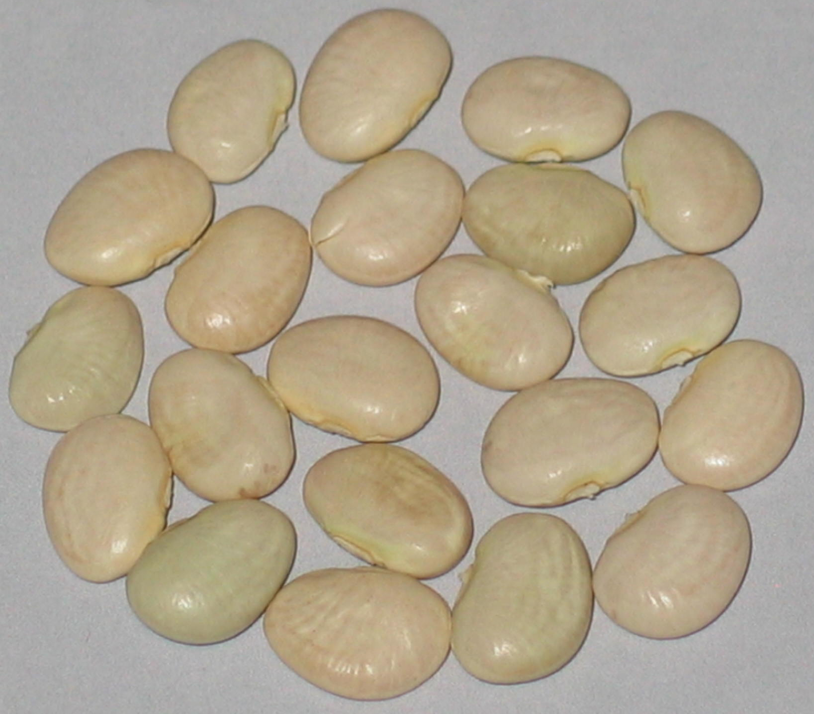 image of White Baby Lima beans