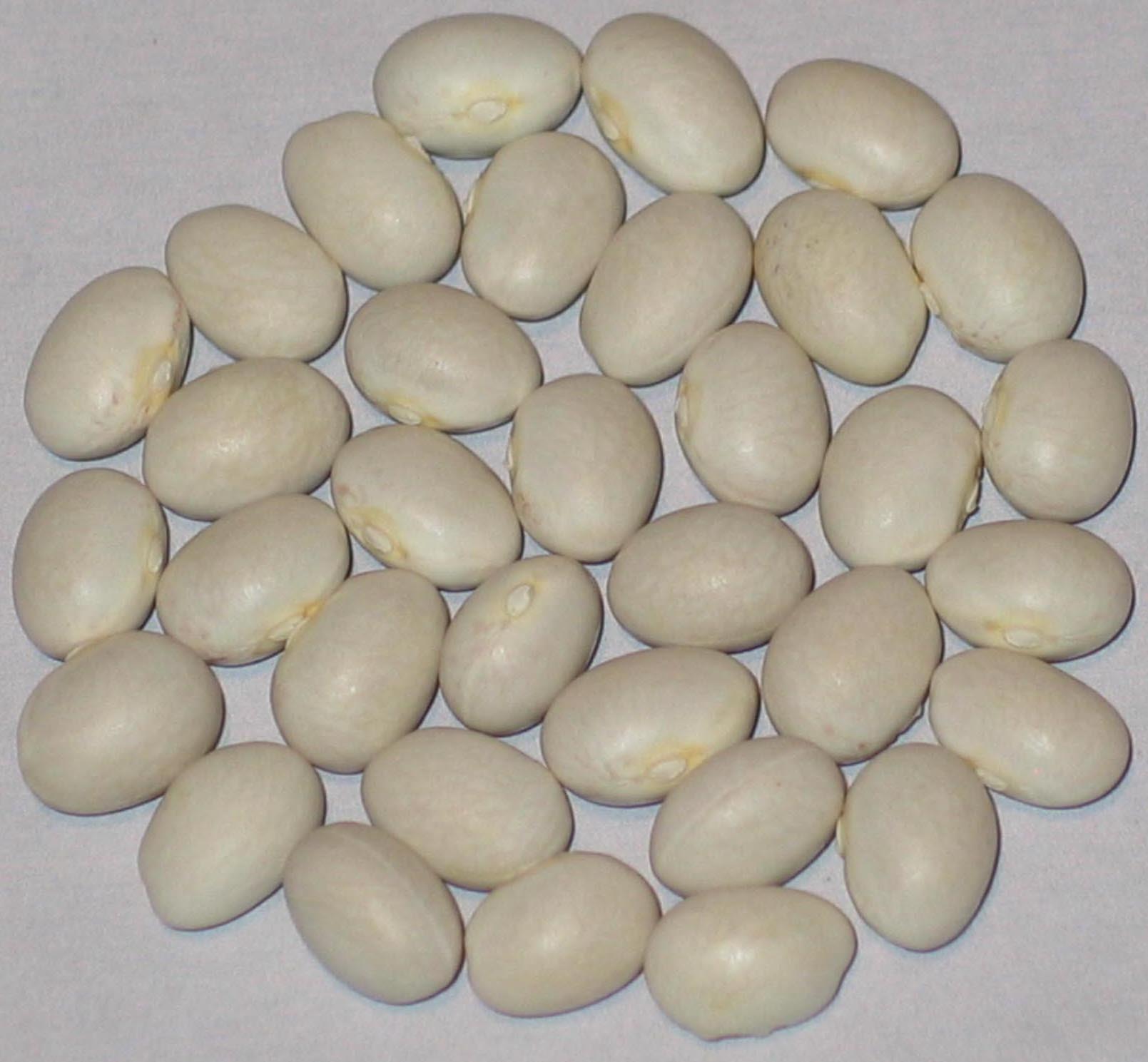 image of White Horticultural beans
