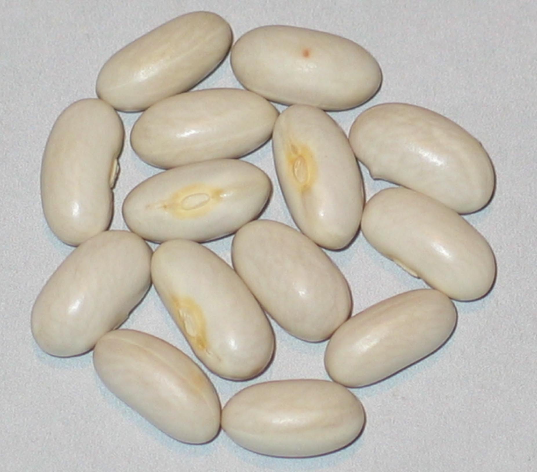 image of White Refugee beans