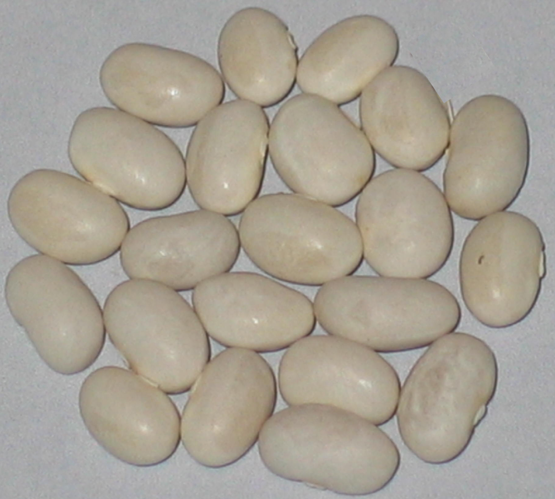 image of White Turtle beans