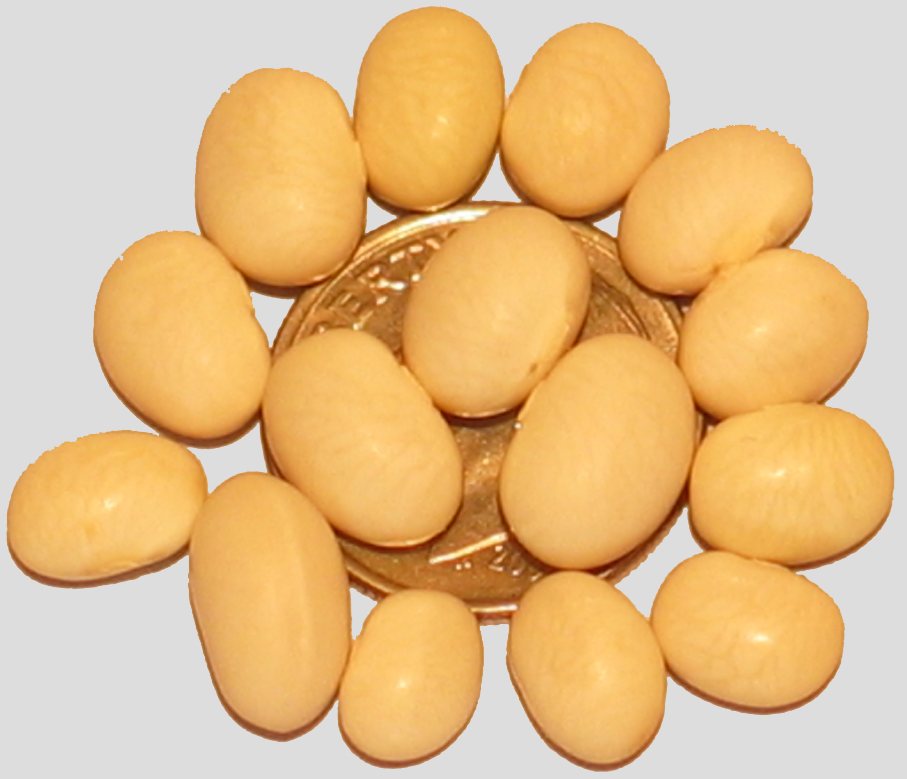 image of White Coco beans