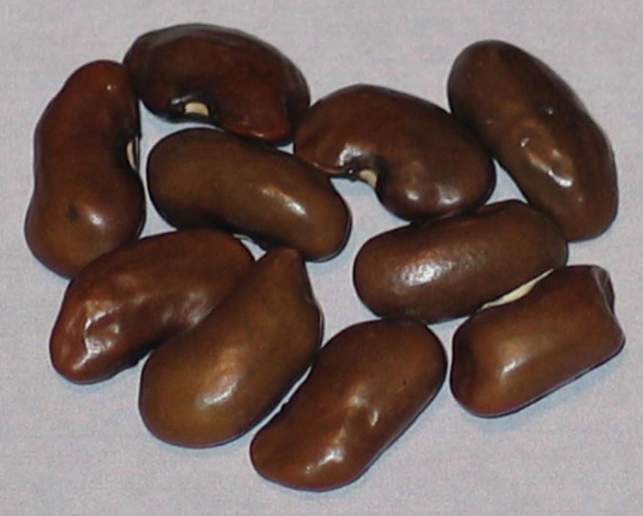 image of Wiedland Landsort beans